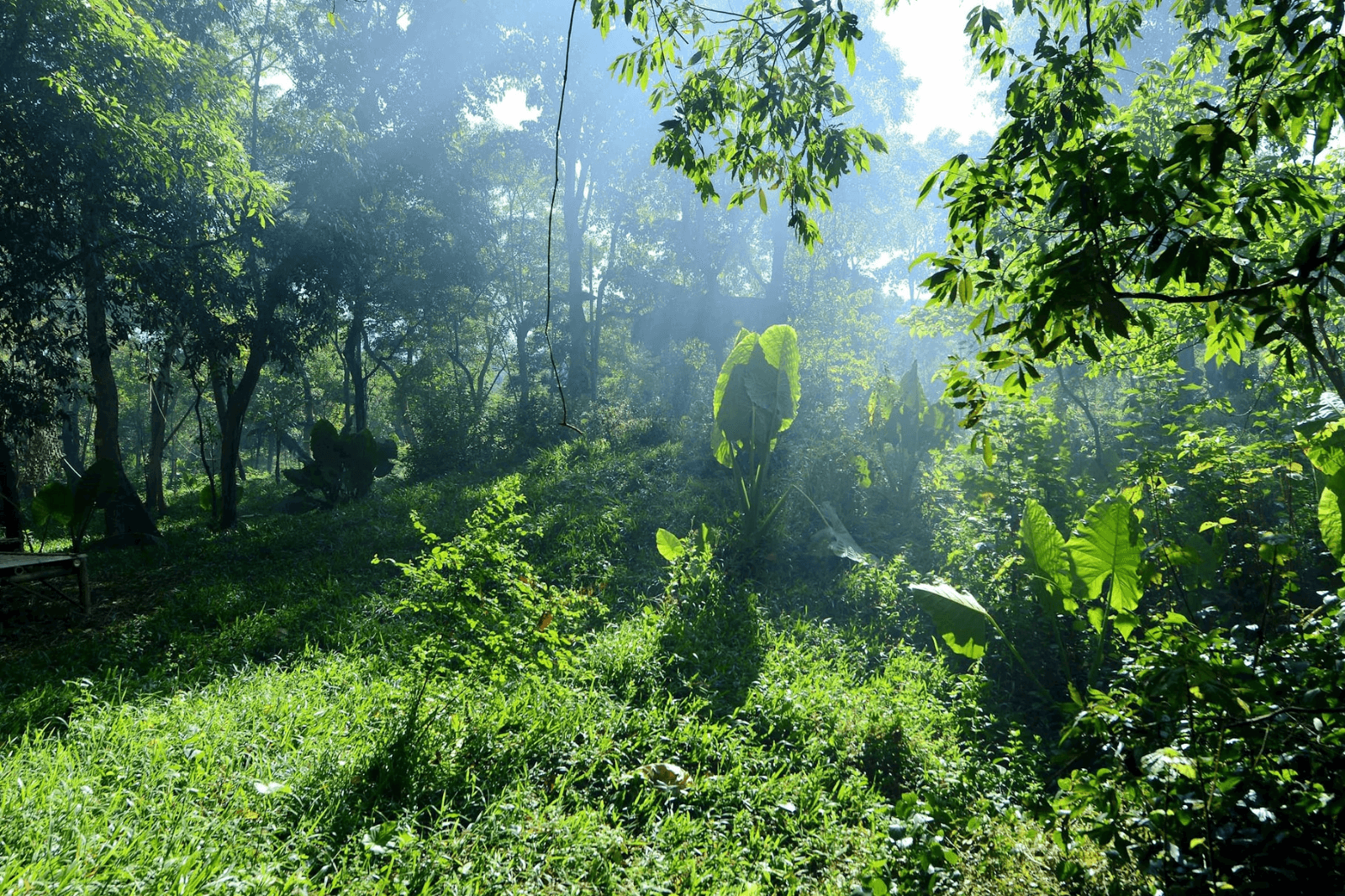 Sức-sống-mơn-mởn-ở-Vườn-Thực-Vật-Phong-Nha