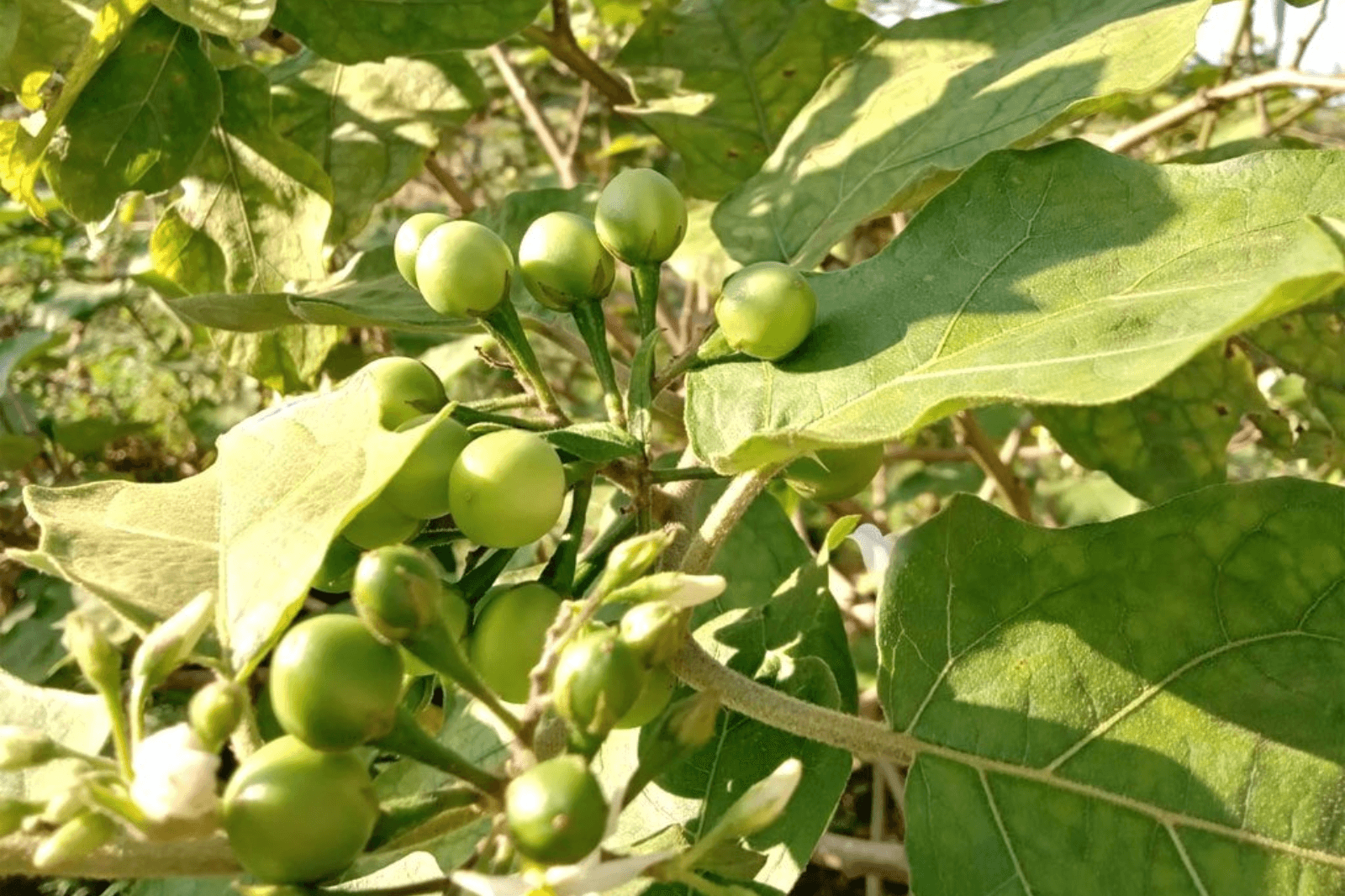 Cà Lào là loại cà mọc tự nhiên ở vùng Minh Hóa 
