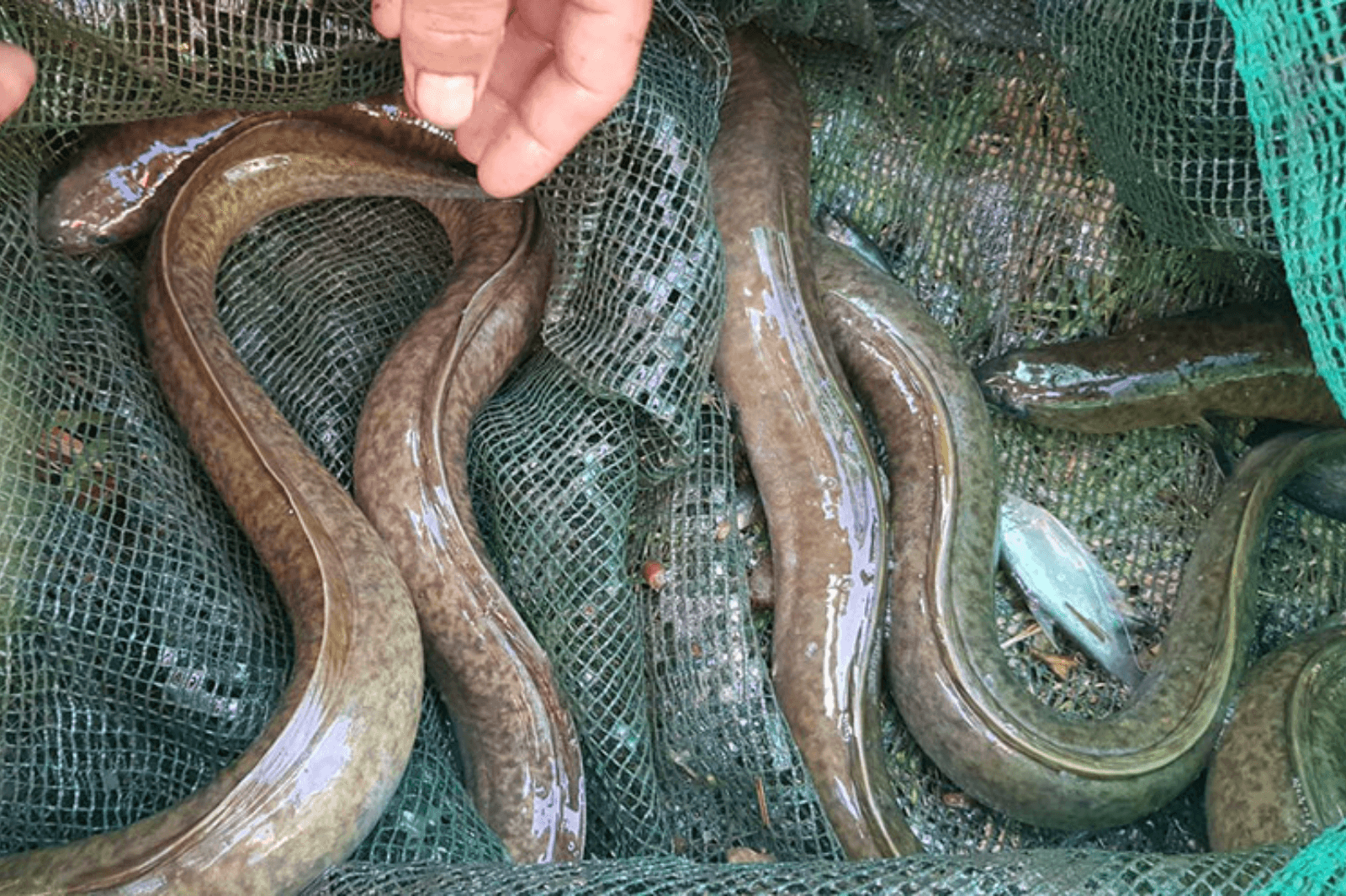 Cá chình thuộc họ cá da trơn