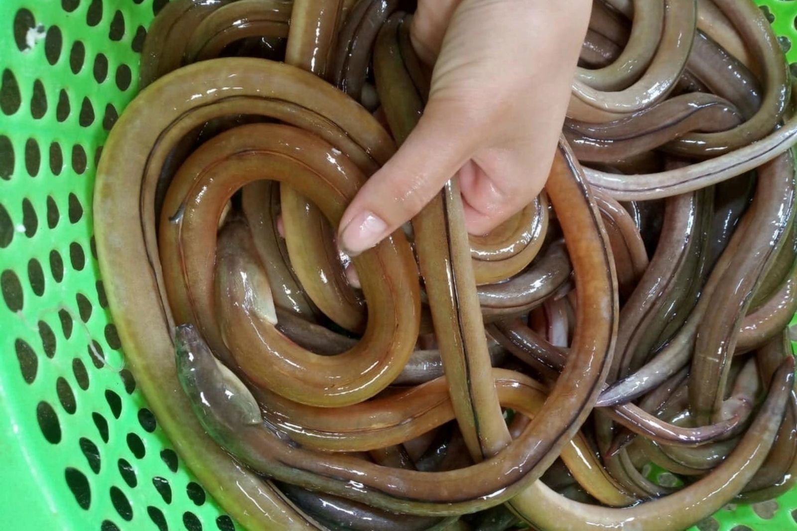 Cá nhệch - Nguyên liệu làm nên linh hồn của món gỏi đắt giá Ninh Bình