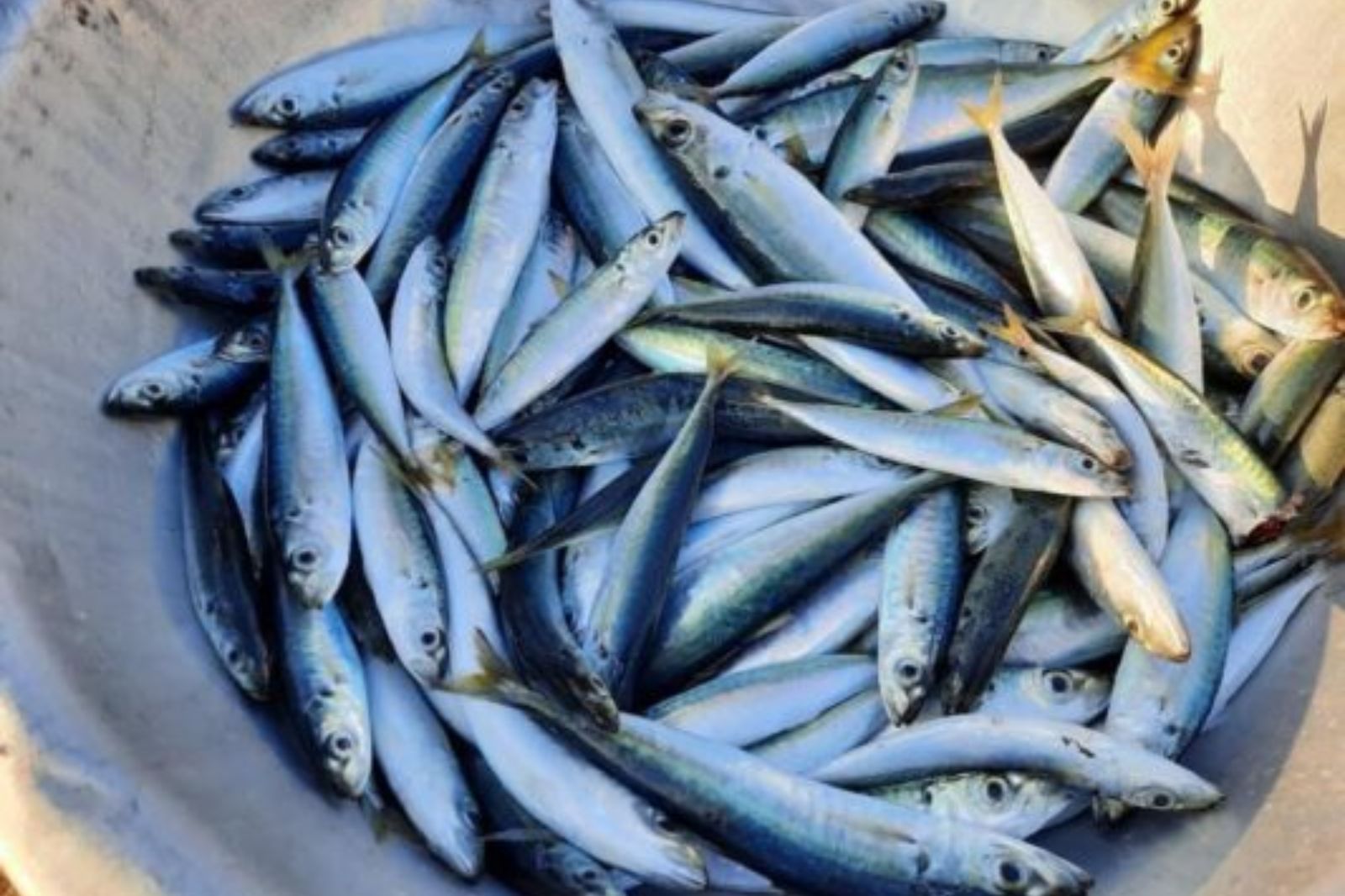 Cá nục nụ làm nước mắm chỉ nhỏ bằng ngón tay