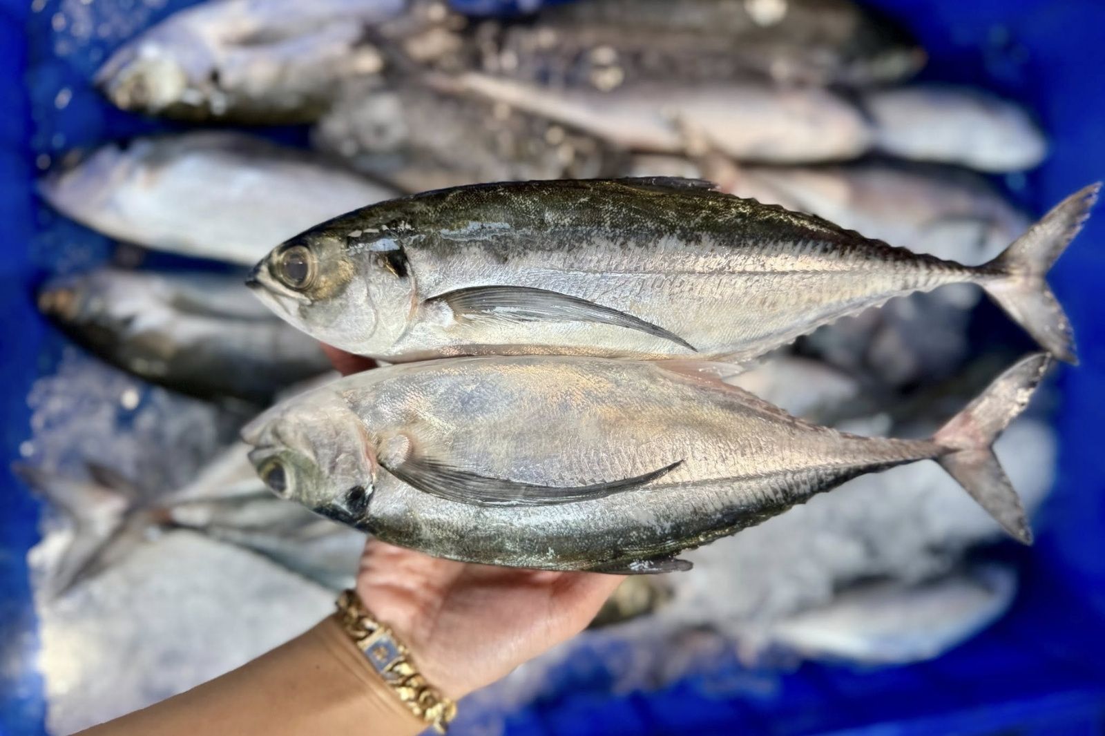 Cá sòng Phú Quốc - Món quà quý từ lòng biển ấm