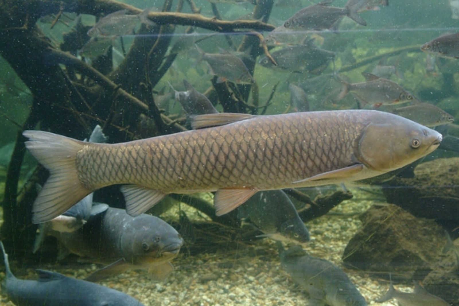 Cá trắm sông Son còn là một phần linh hồn của vùng đất Quảng Bình 