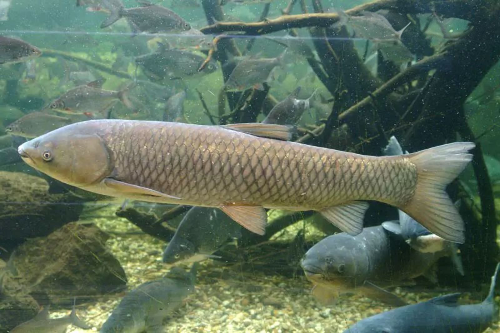 Cá trắm sông Son là nguyên liệu tuyệt vời để chế biến nhiều món ăn ngon trứ danh