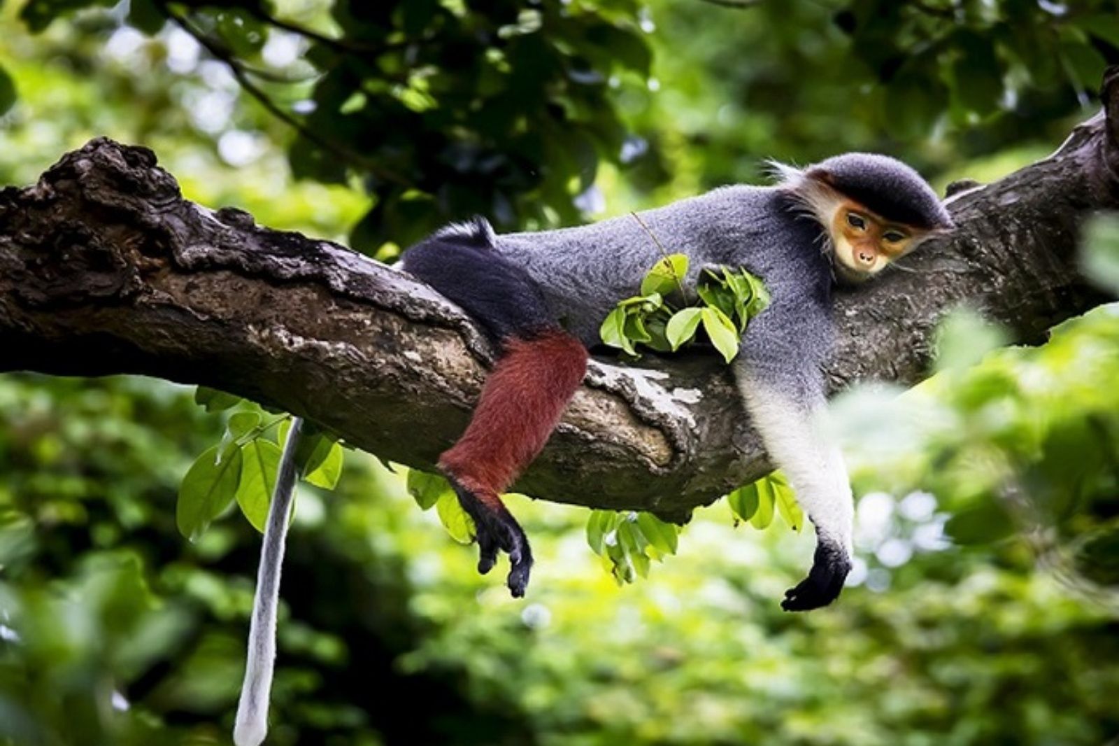 Các loại động vật quý hiếm bên trong rừng