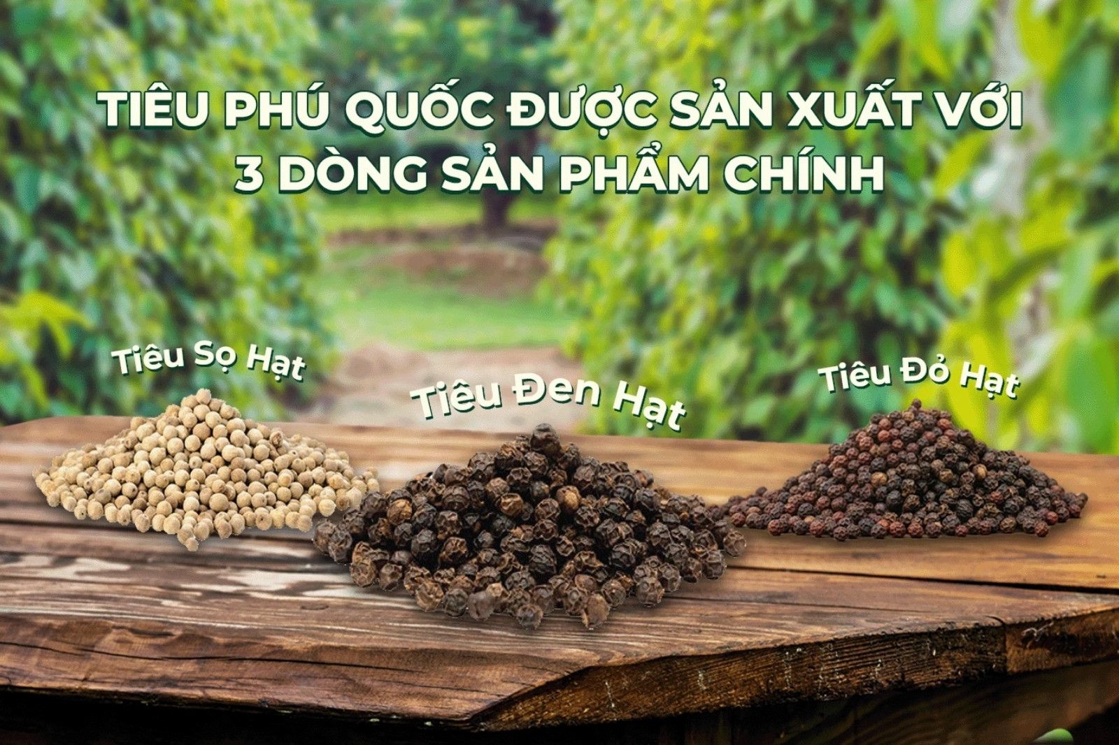 Các loại tiêu Phú Quốc