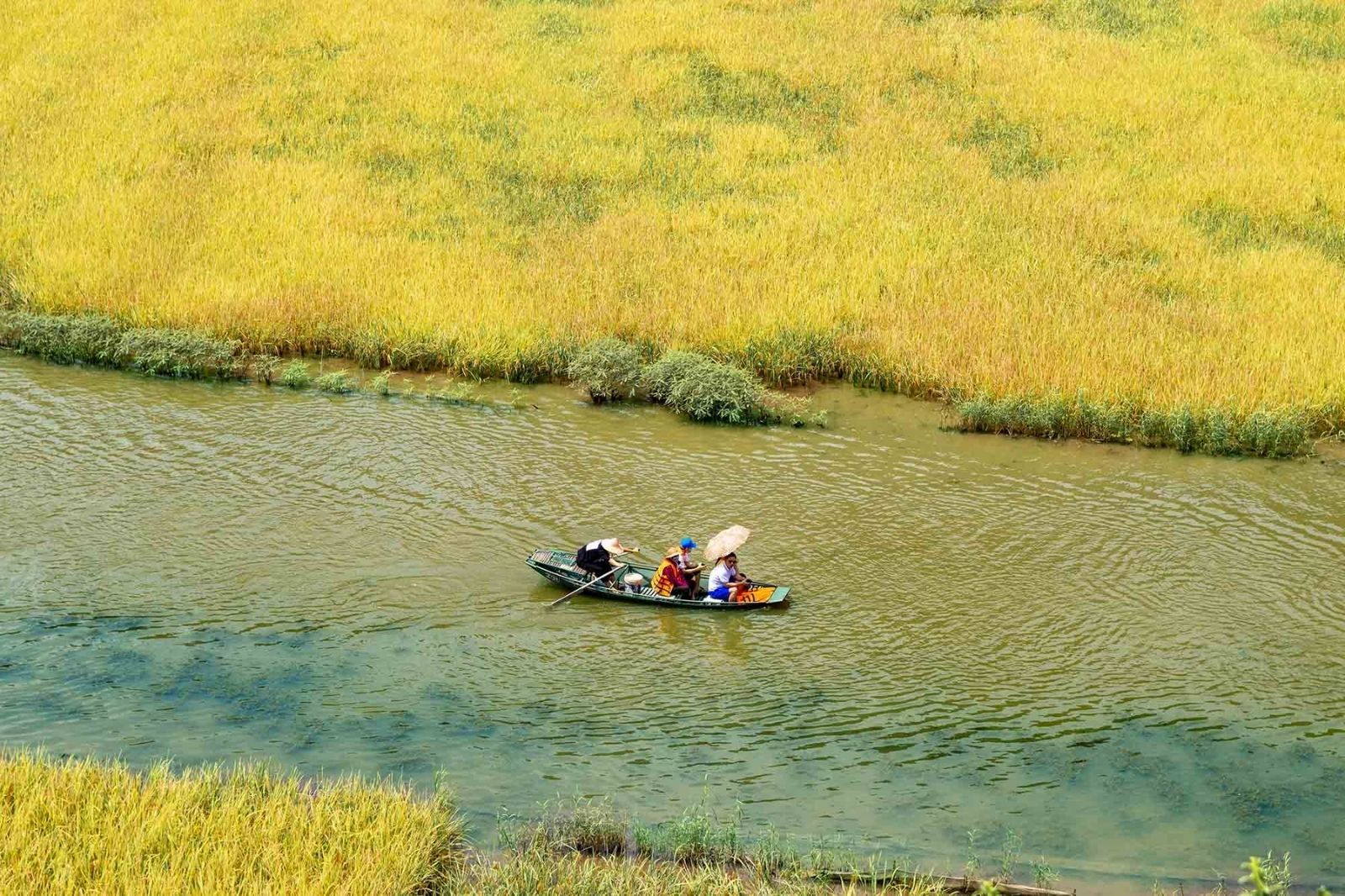 Cảnh sắc bình yên bên cánh đồng vàng