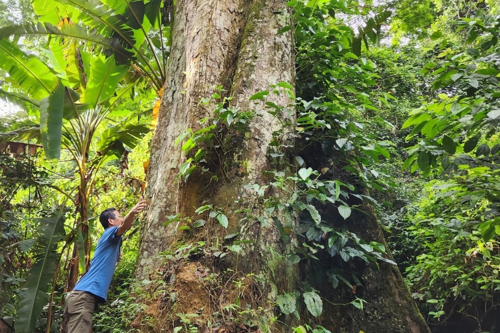 Cây Chò cổ thụ giữa rừng già xanh thẳm