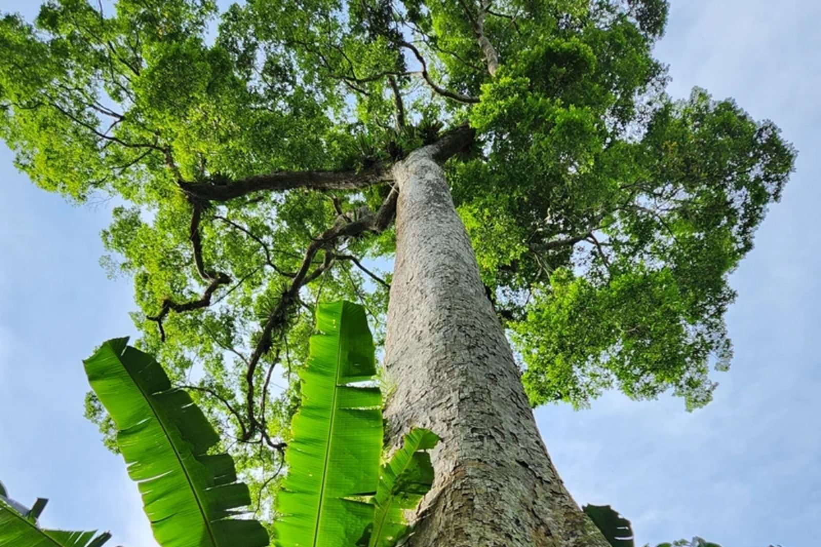 Cây chò vươn mình cao đến tận trời xanh