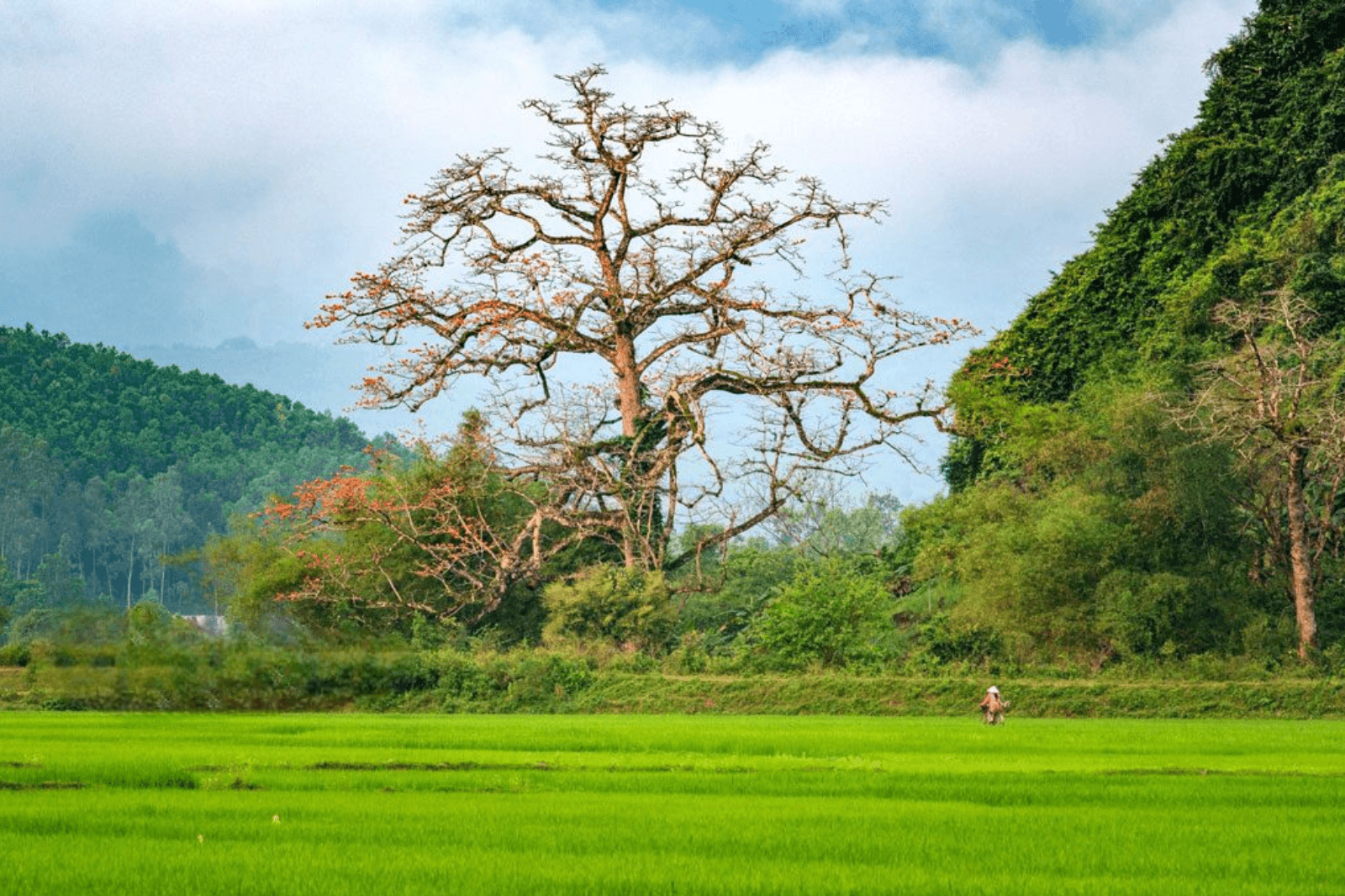 Cây gạo với tuổi đời hơn 500 tuổi