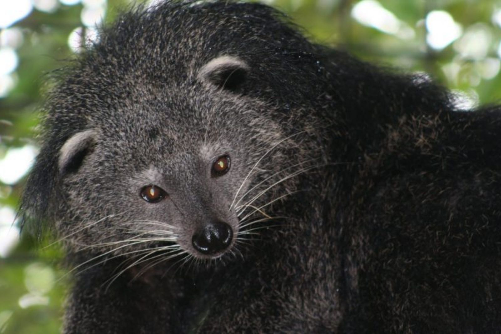 Cầy mực thường hoạt động về đêm và có tập tính sống đơn độc