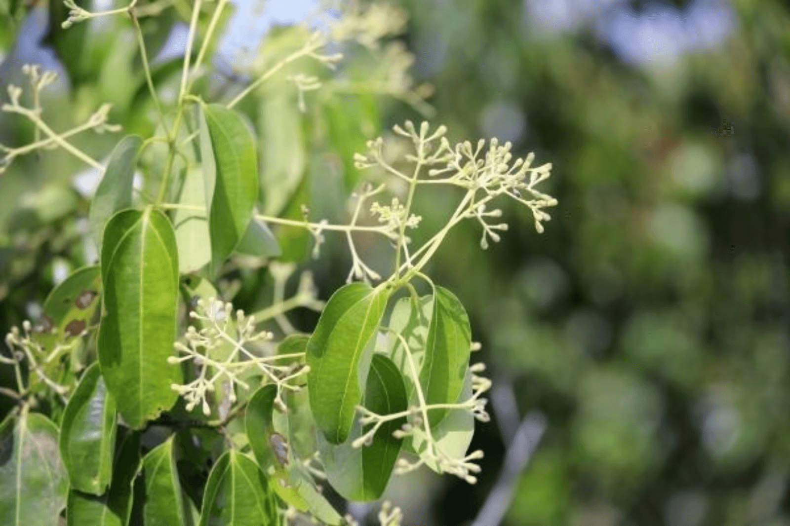 Cây vù hương