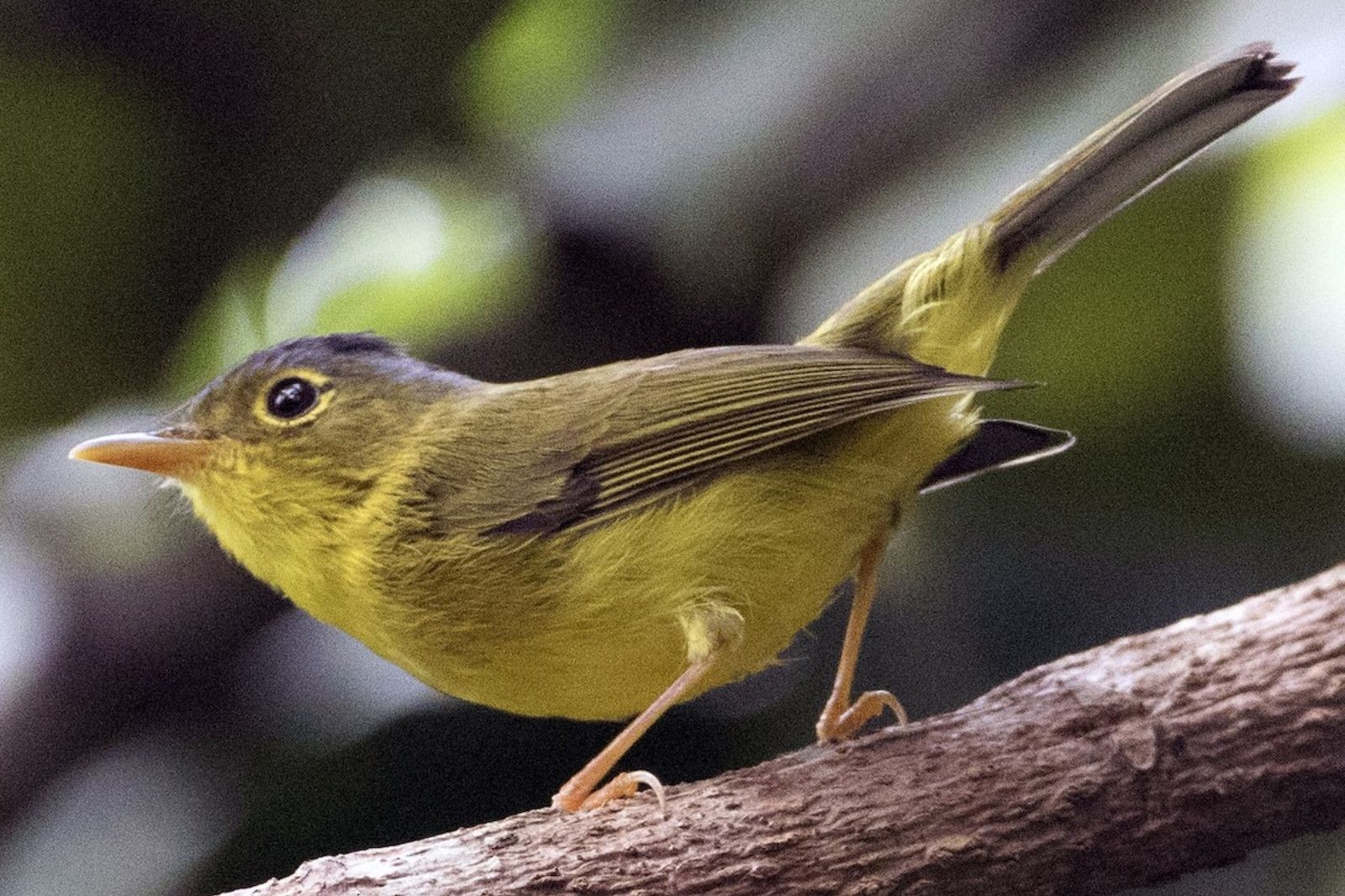 Chích núi đá vôi, một loài chim nhỏ mới được phát hiện gần đây