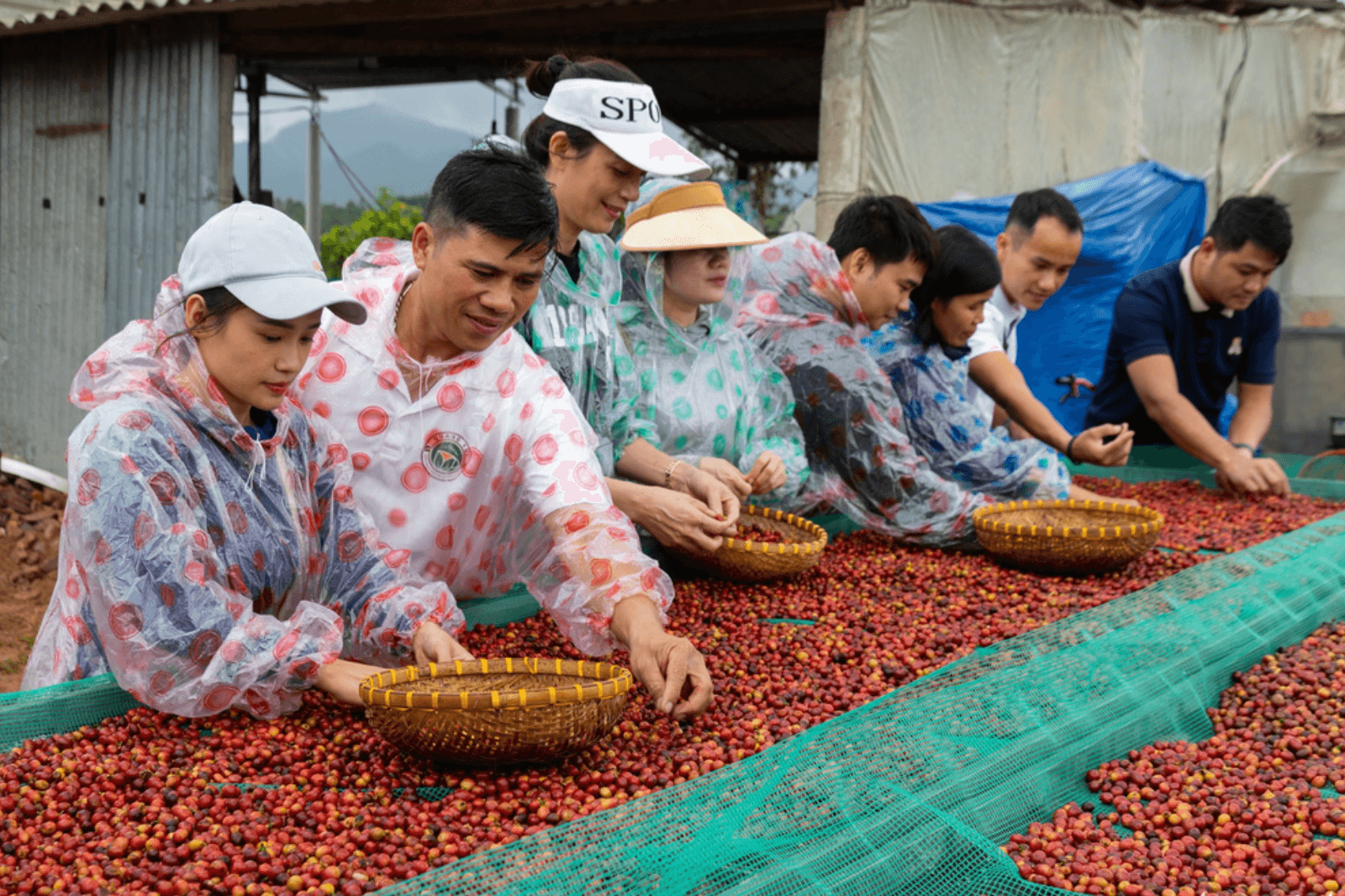 Chọn thời điểm mùa cà phê để có trải nghiệm tốt 