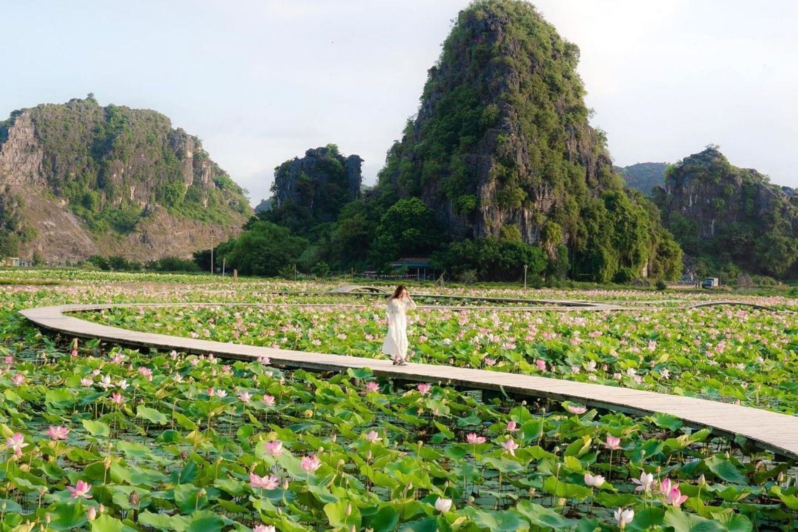 Đầm Vân Long mùa sen nở dưới chân núi Ngọa Long