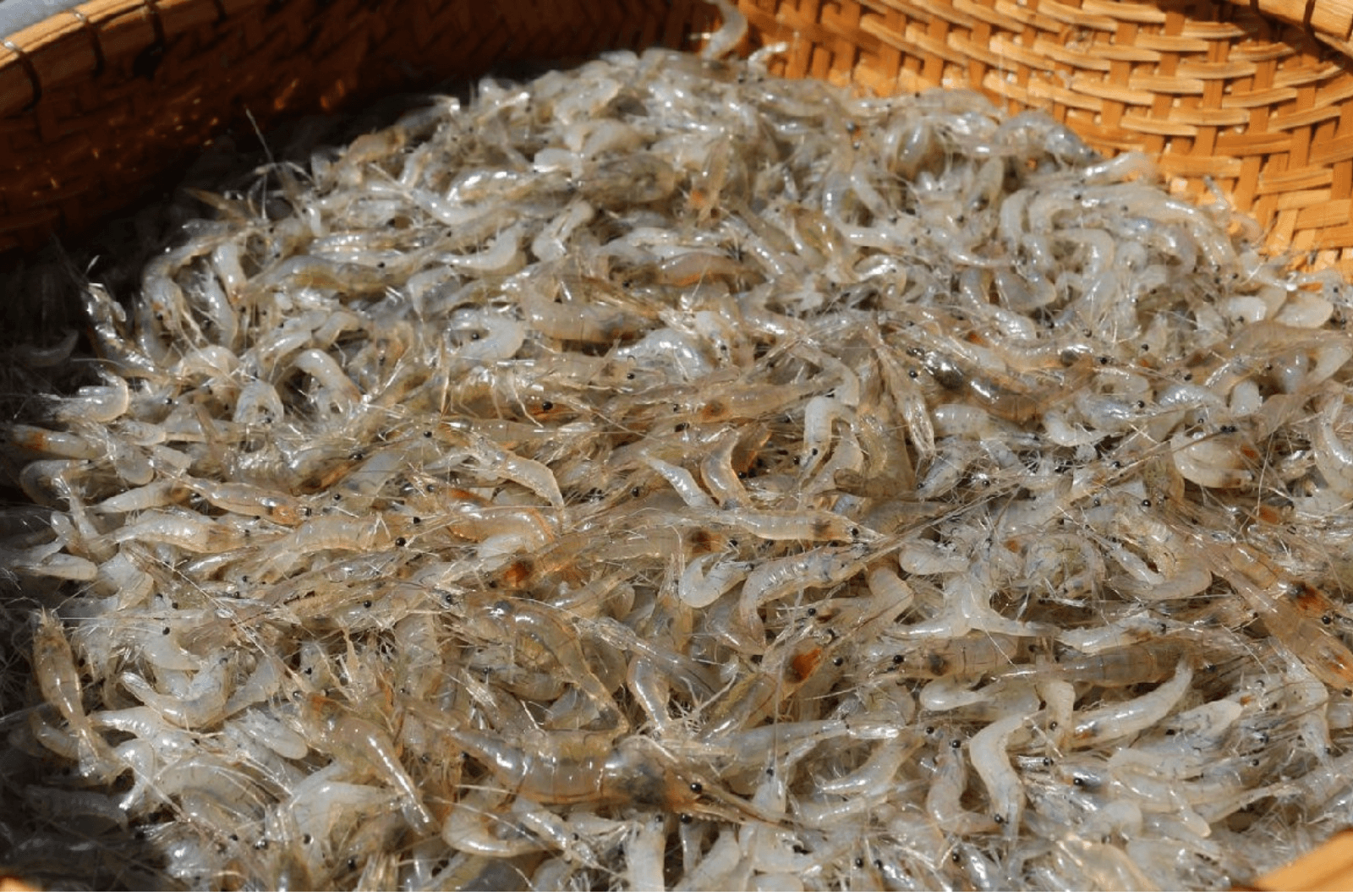 Để món nhút tép đồng Lệ Thủy đạt chuẩn đòi hỏi sự tỉ mỉ trong từng công đoạn