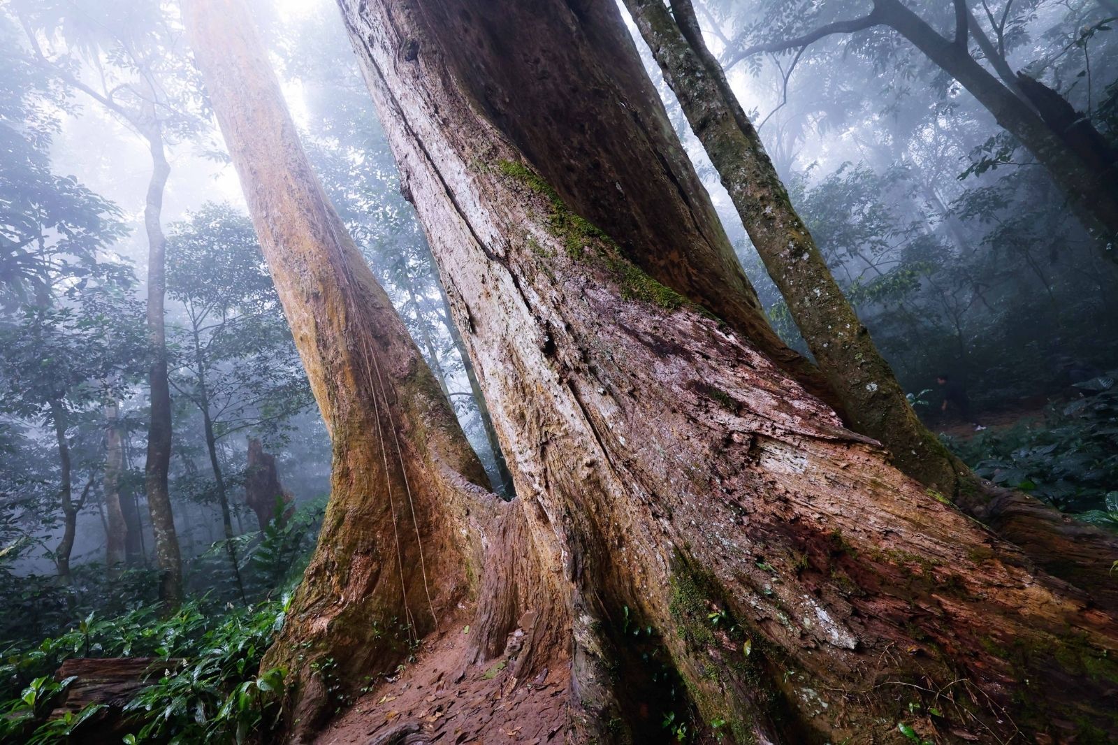 Đến Cúc Phương xuyên rừng ma mị, ngắm cây Chò nghìn năm tuổi