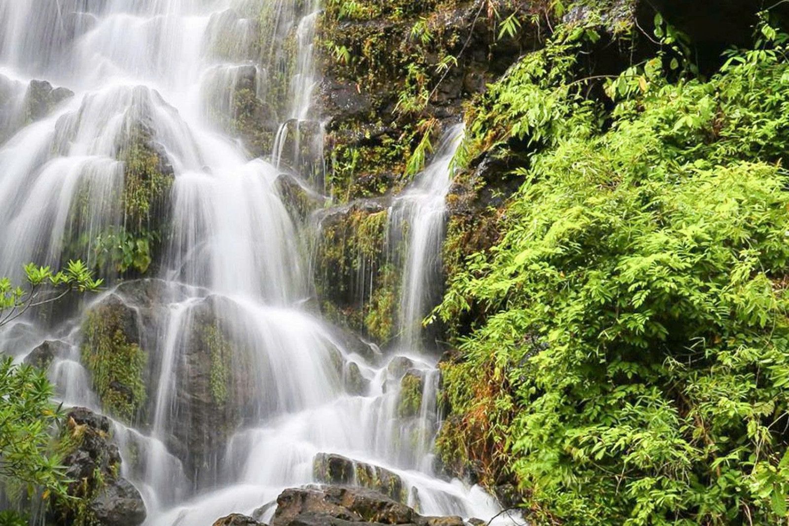 Đến Vườn thực vật để cảm nhận vẻ đẹp hoang sơ, yên bình nơi đây