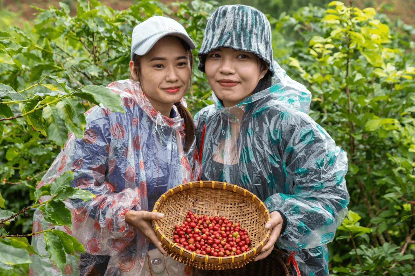 Du khách còn được trải nghiệm hái cà phê