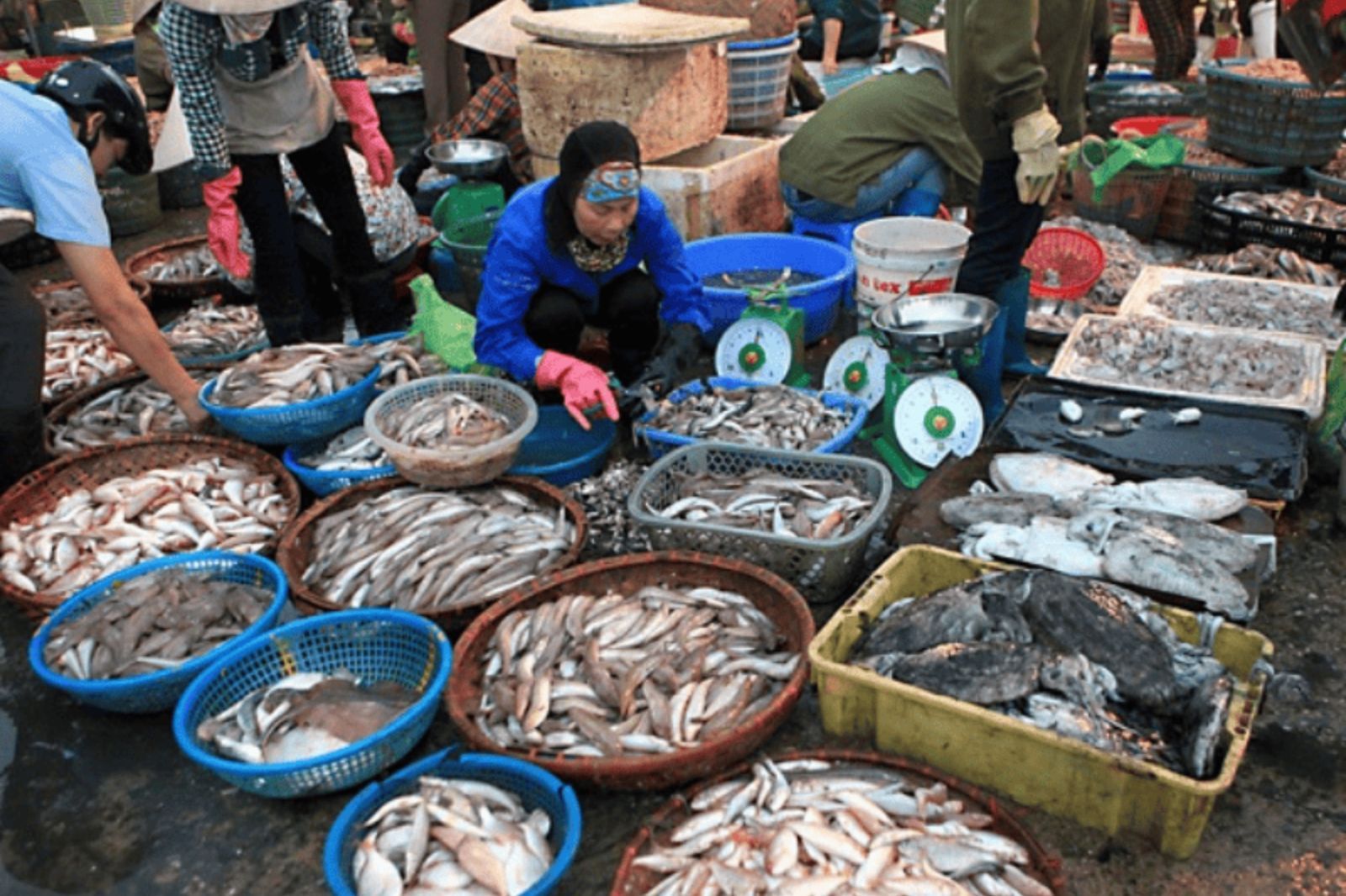 Hải sản ở chợ lúc nào cũng tươi sống