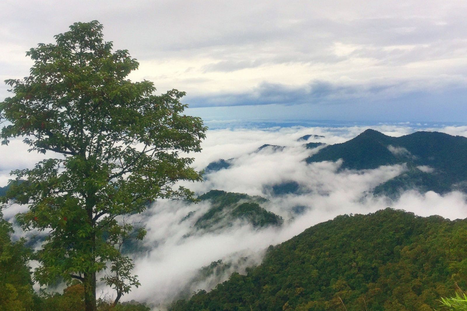 Hệ sinh thái đa dạng tại núi Bạch Mã