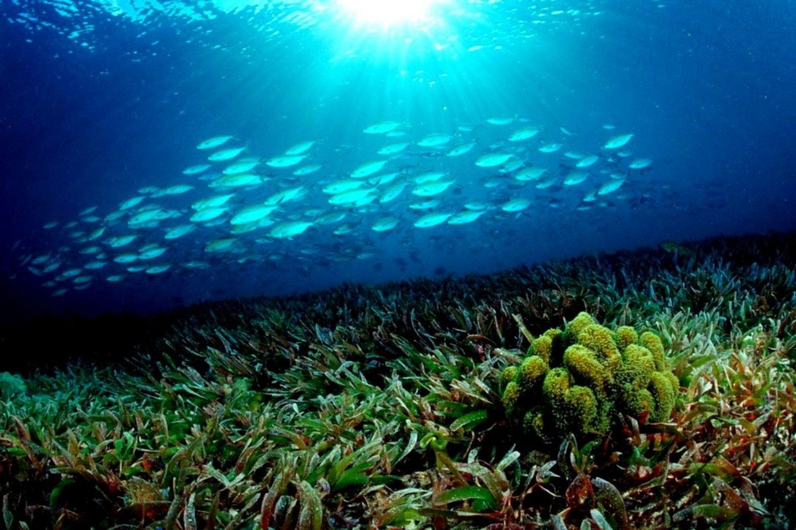 Hệ sinh thái đảo đầy màu sắc