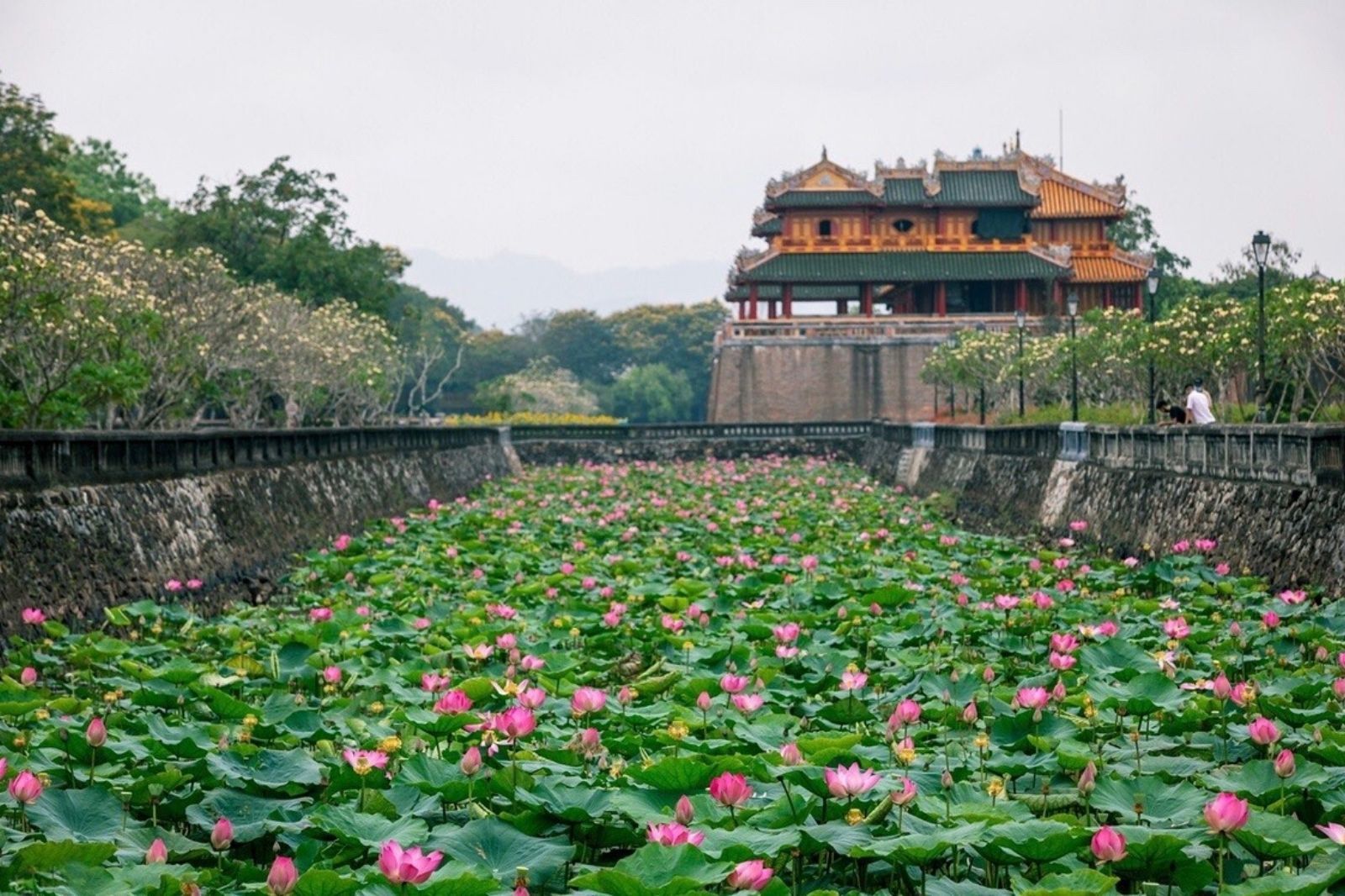 Hồ sen hồng tỏa sắc hương ngào ngạt ở hồ Tịnh Tâm