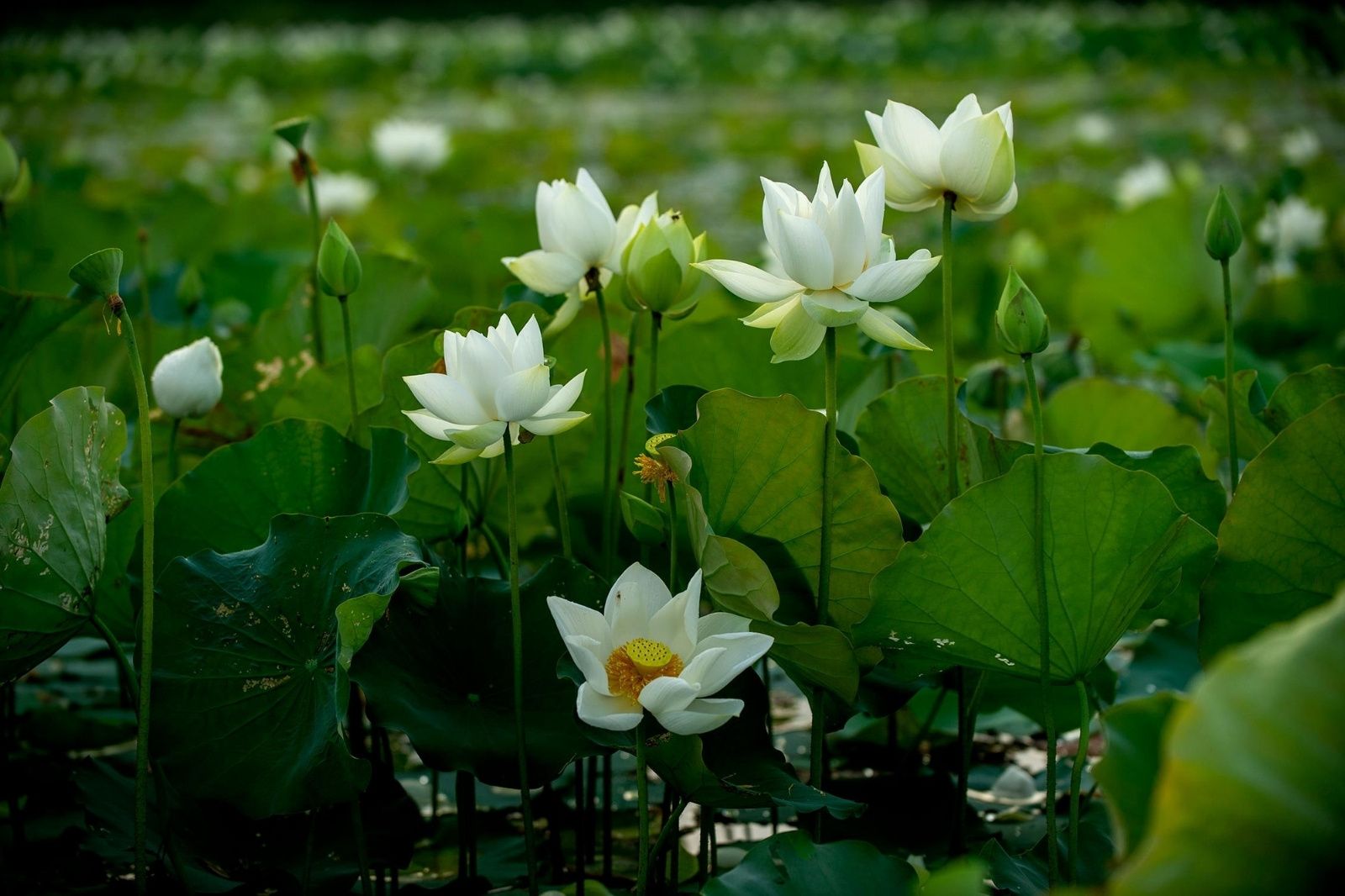 Hương sen ngào ngạt phủ kín vườn thượng uyển