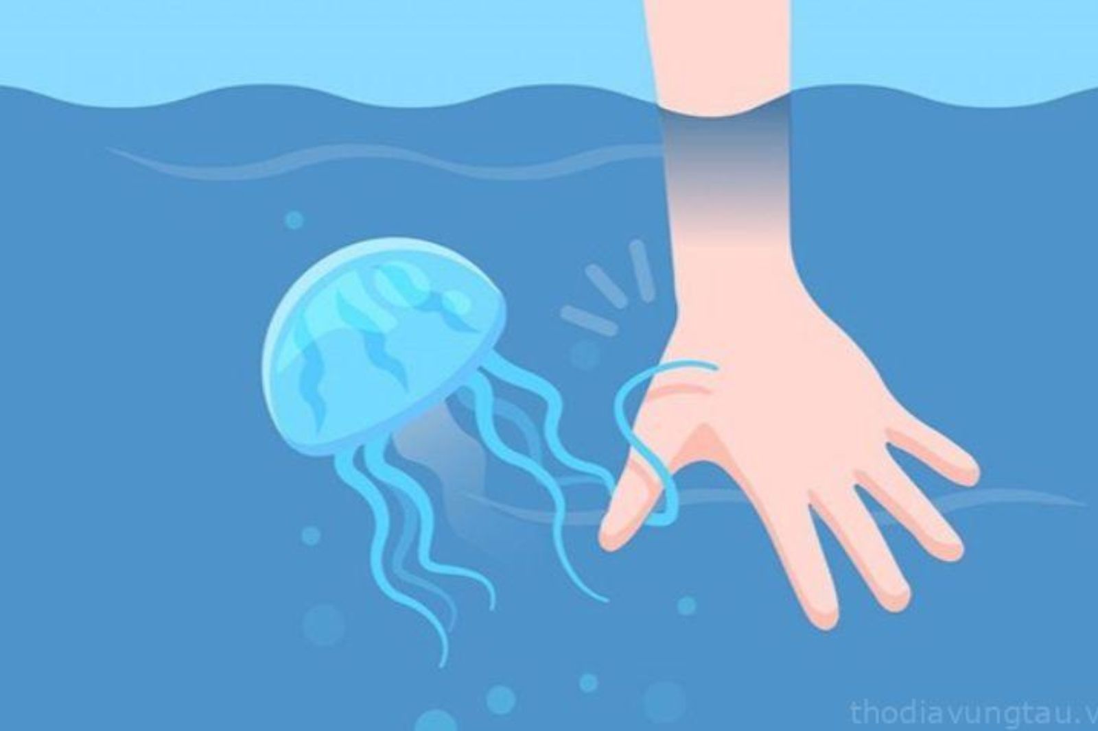 Không được chạm vào sứa hay các loài côn trùng lạ ở biển