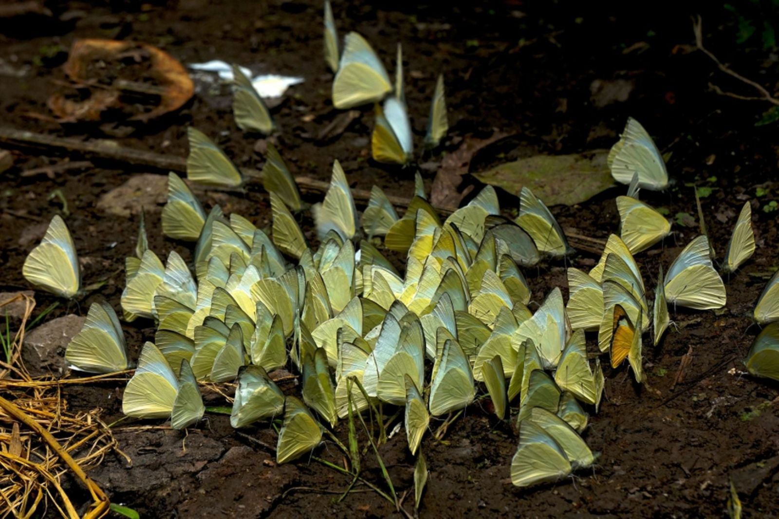 Không phải ai cũng có duyên để chiêm ngưỡng tận mắt