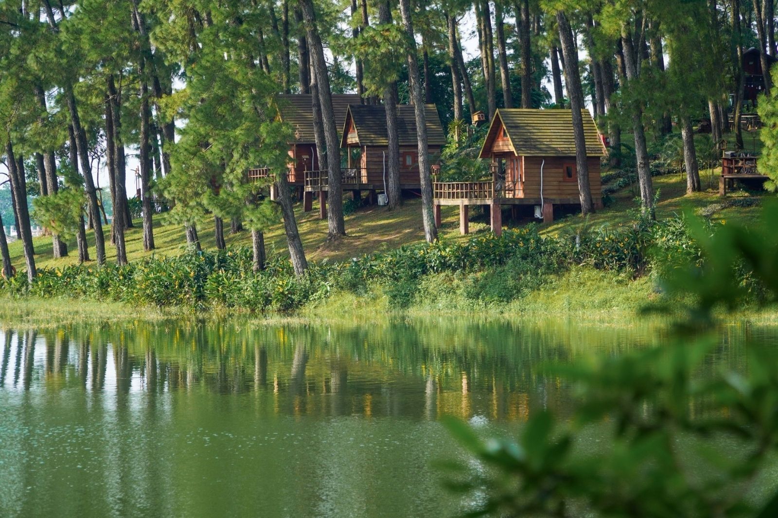 Khu nghỉ dưỡng giữa rừng thông xanh