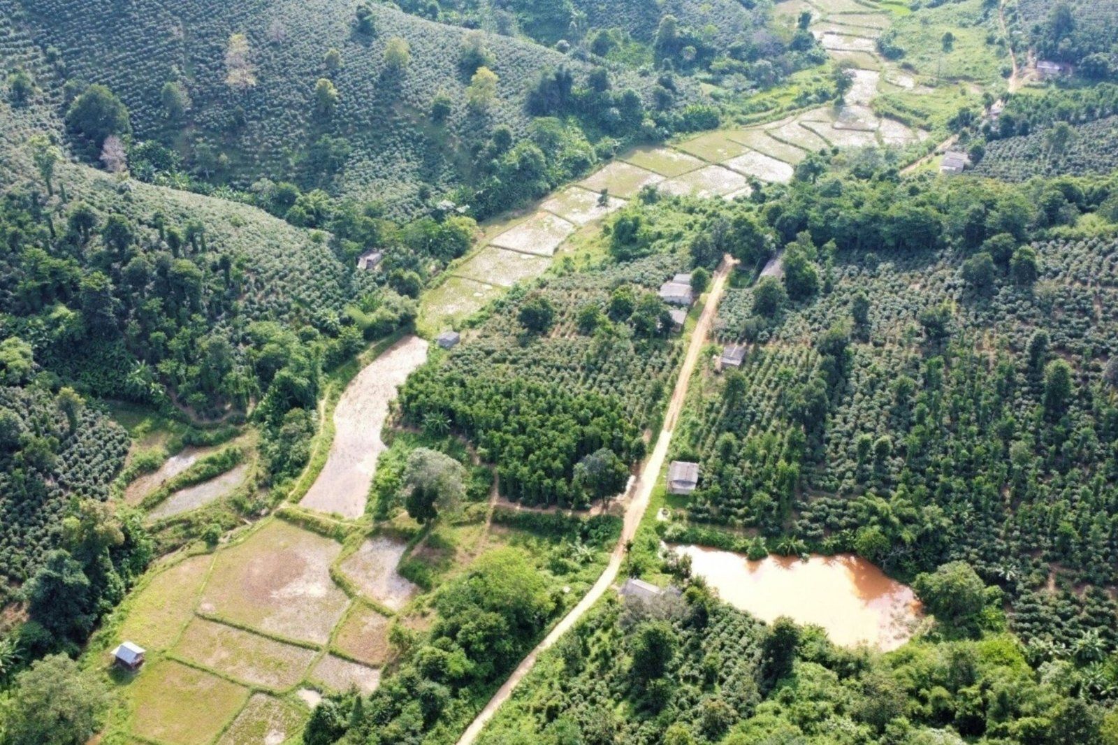 Khu vực trồng cà phê ở Khe Sanh - Quảng Trị