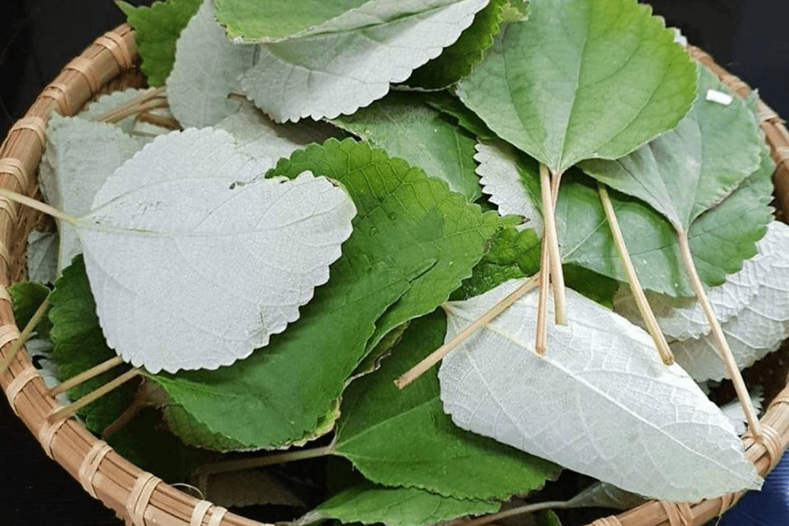 Lá gai được dùng để làm bánh 