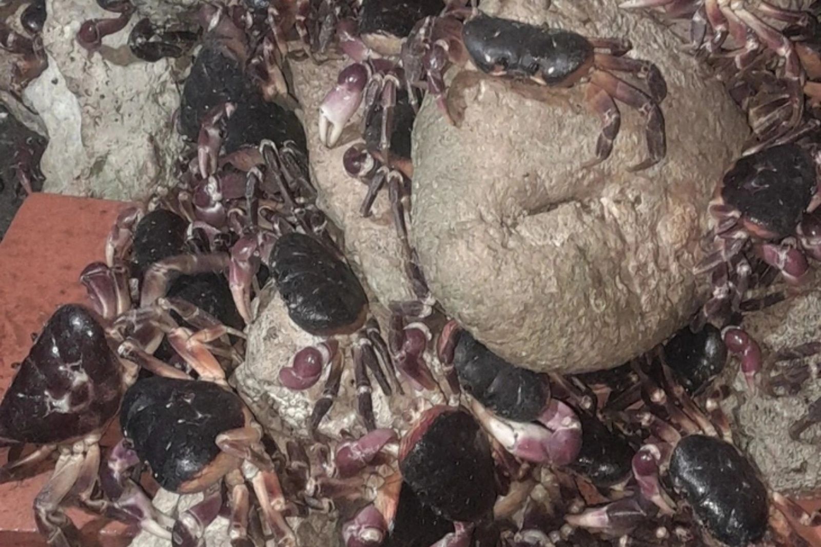 Loài cua đá quý hiếm trên Đảo Cồn Cỏ