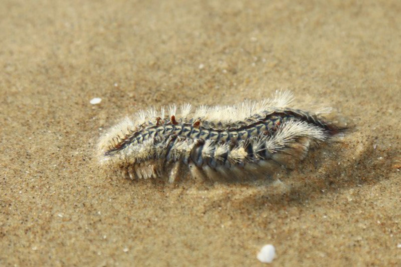 Loài sâu biển gây ngứa cho du khách