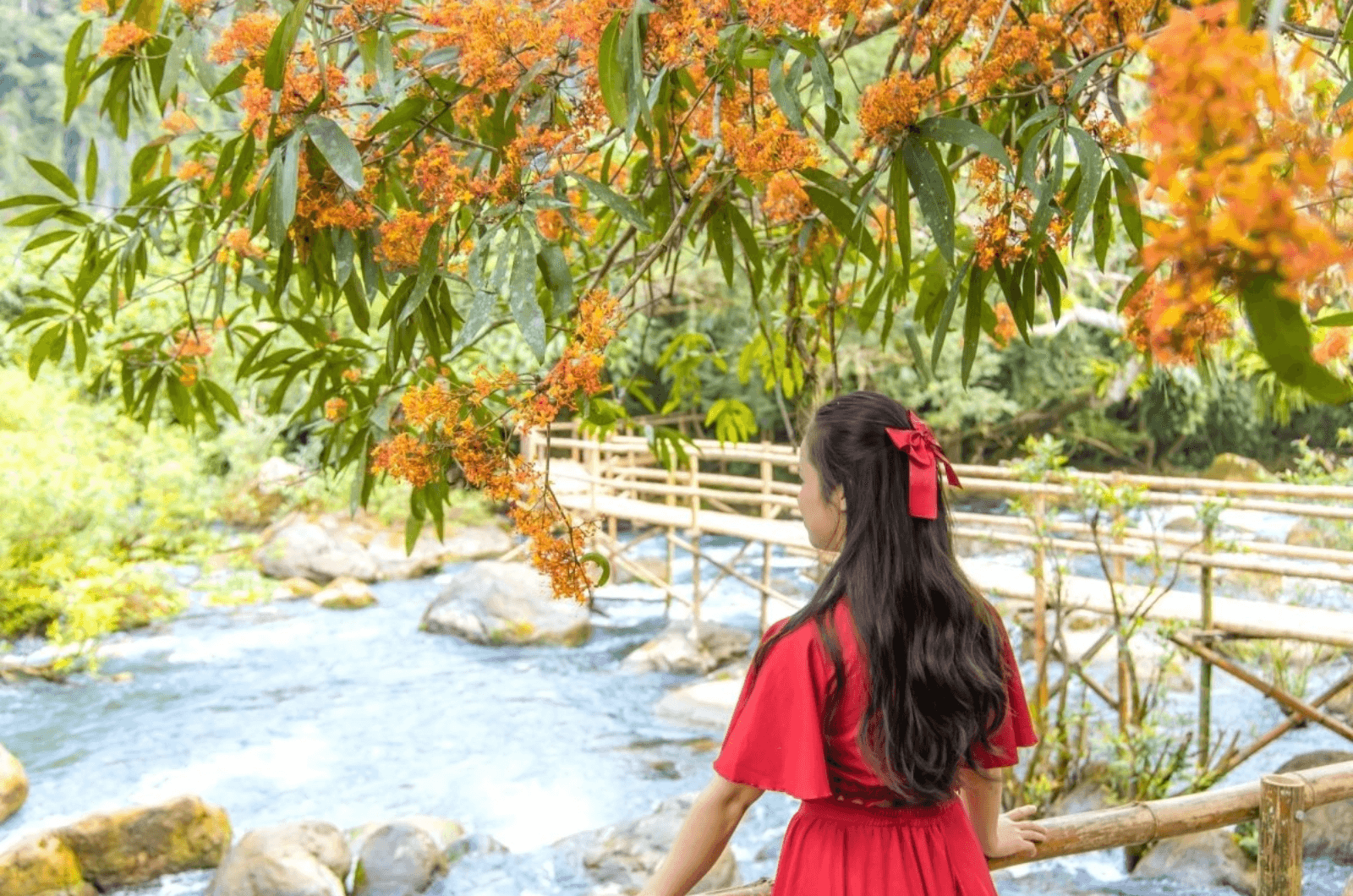 Mỗi mùa hoa vàng anh nở đều mang đến một trải nghiệm đặc biệt cho du khách