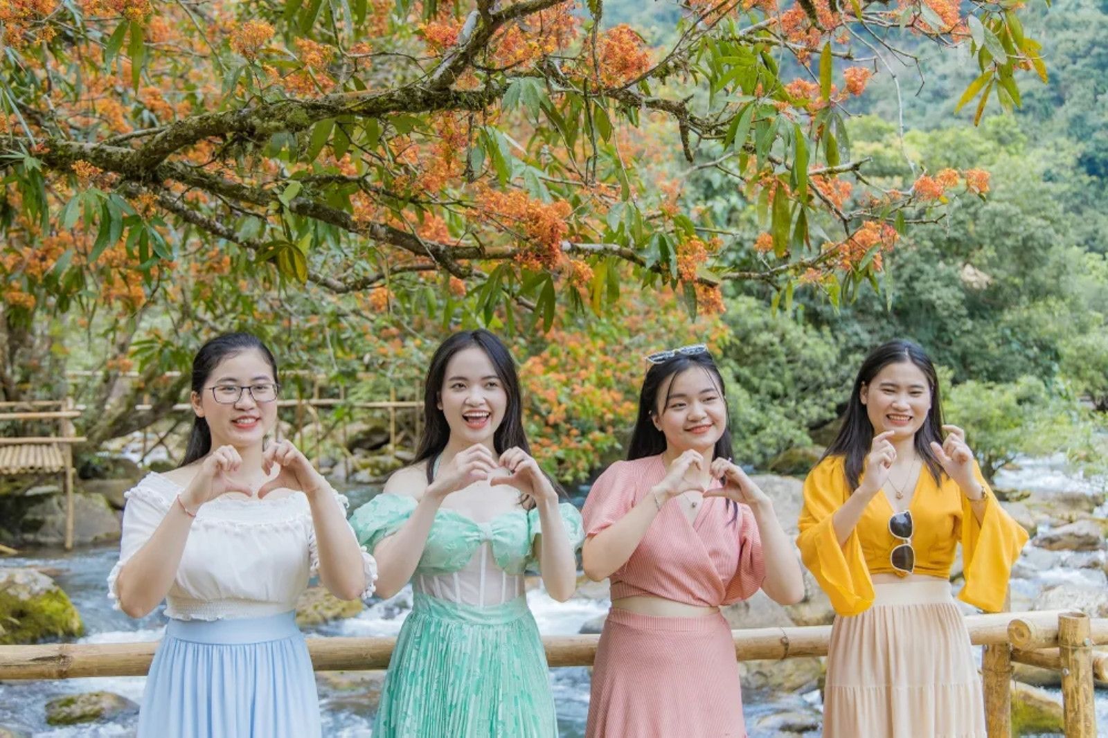 Mỗi mùa hoa vàng anh nở lại khiến bao du khách phải thổn thức