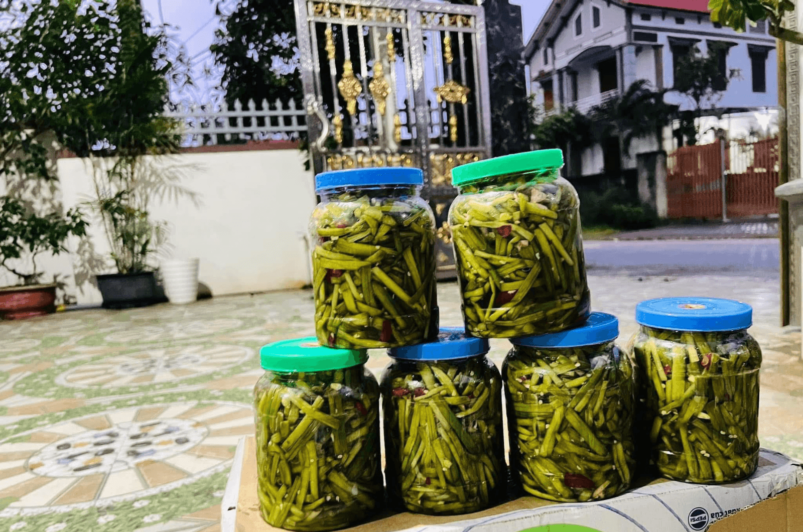 Môn tăm Phong Nha 