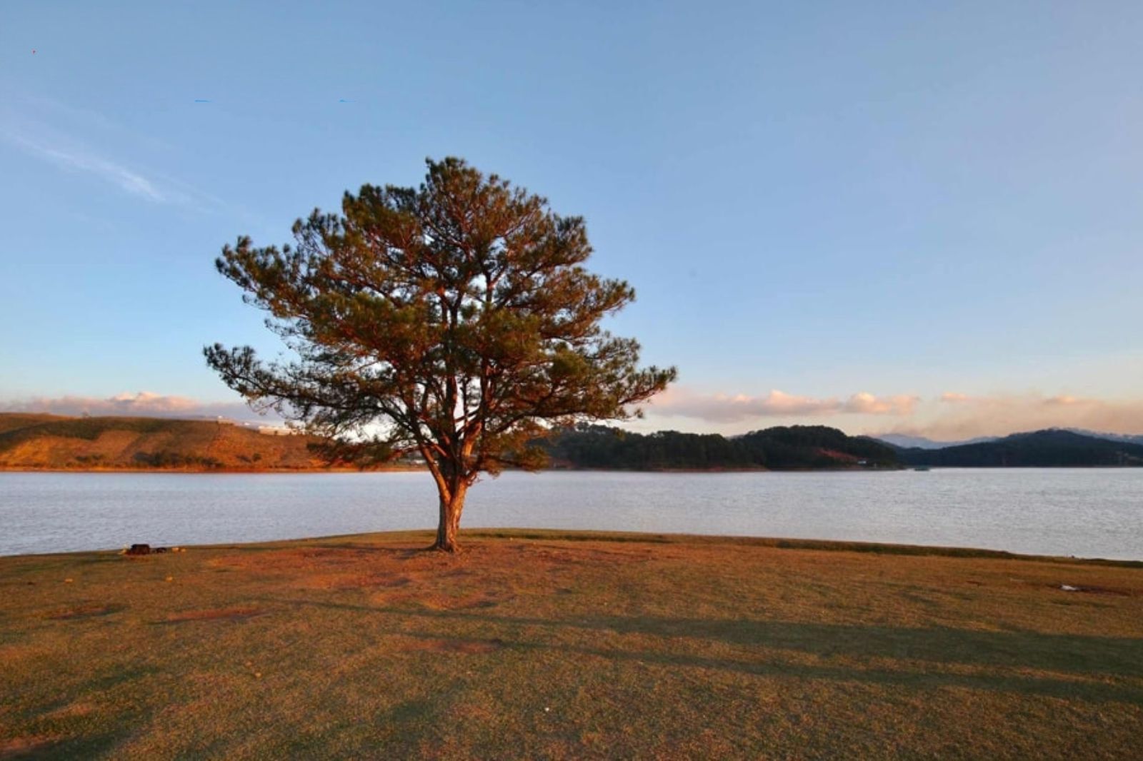 Một góc nhìn khác của cây cô đơn 