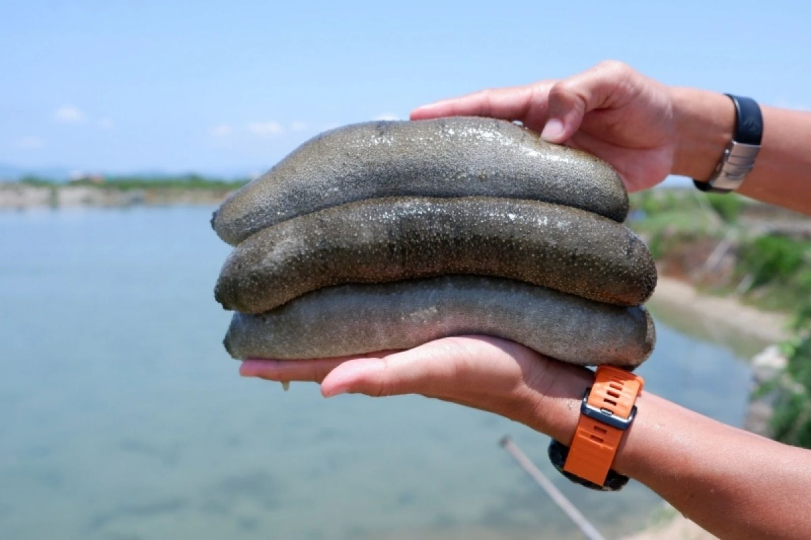 Một số loài hải sâm ở Đảo Cồn Cỏ