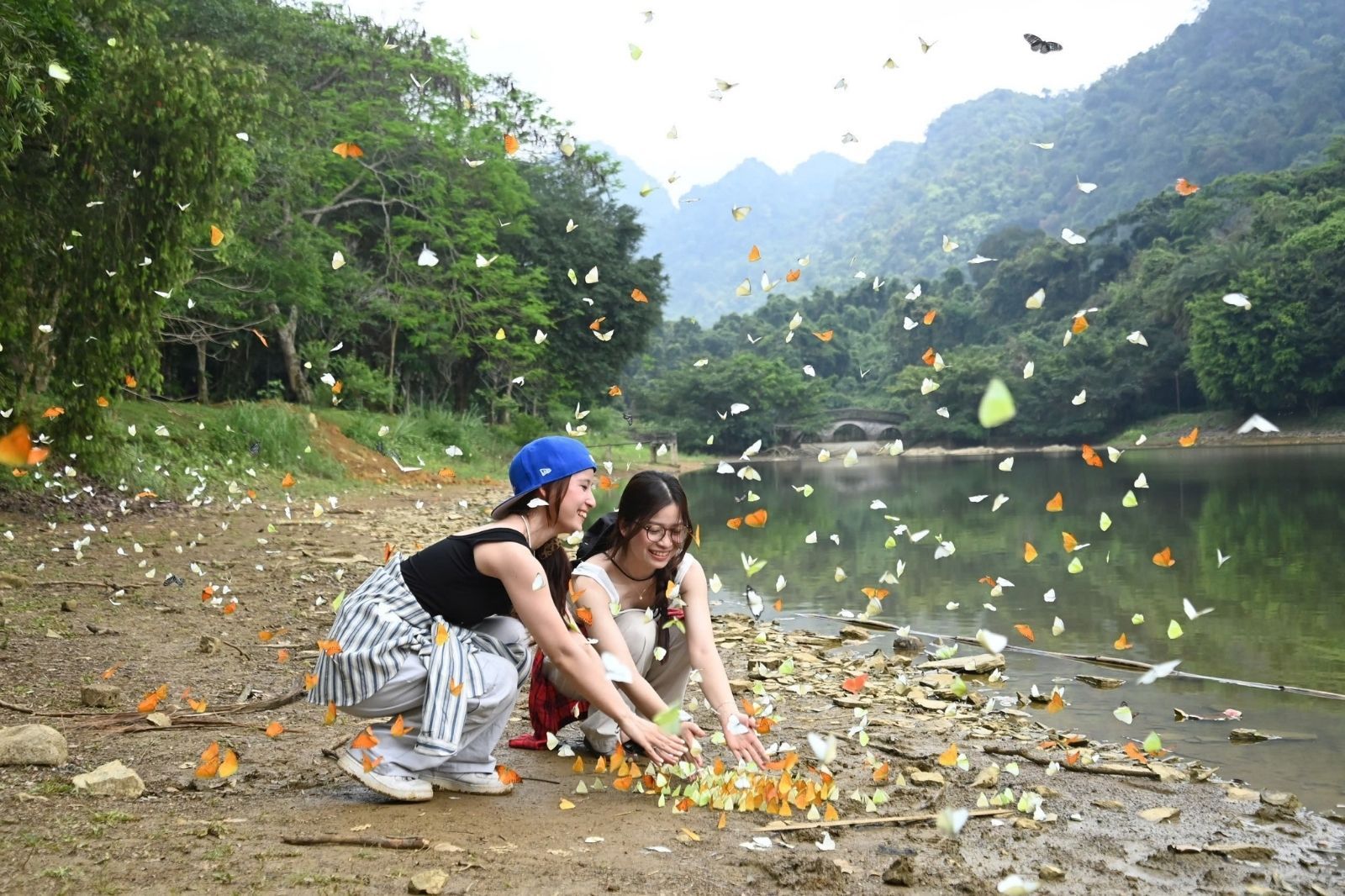 Mùa bướm rừng Cúc Phương