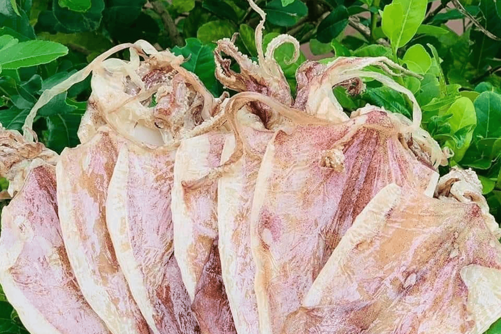 Mực-khô-Quảng-Bình