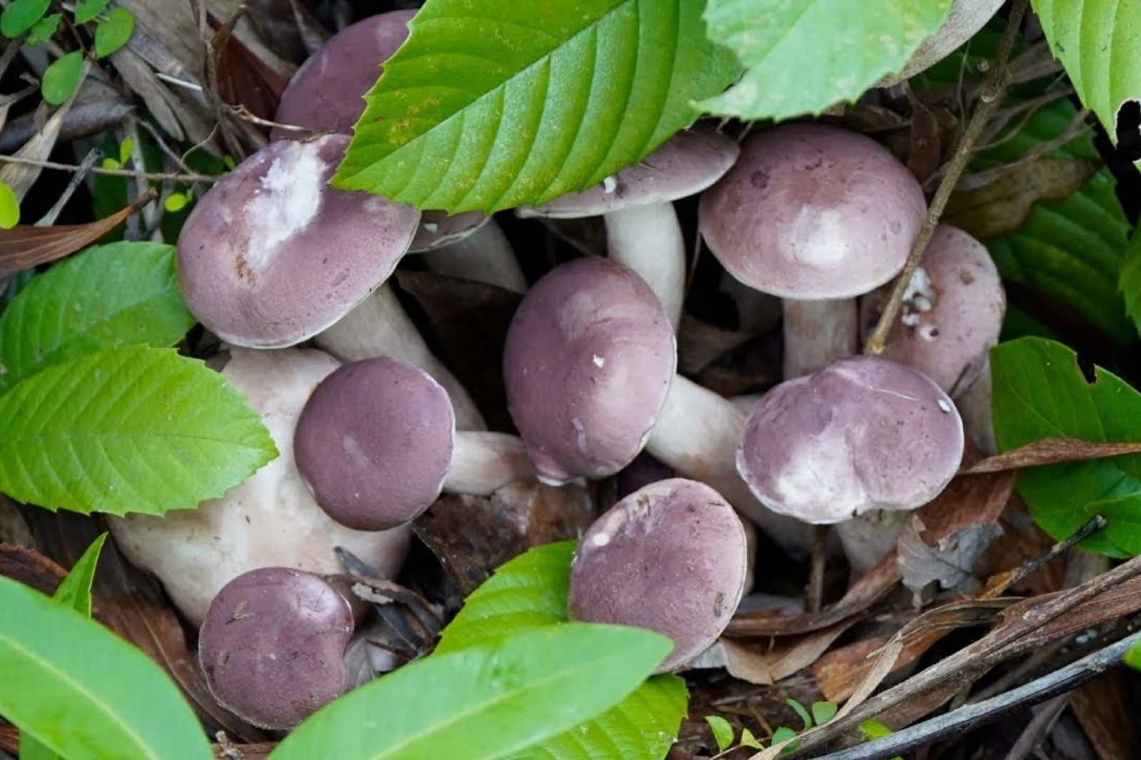 Nấm tràm chỉ xuất hiện sau những cơn mưa đầu mùa