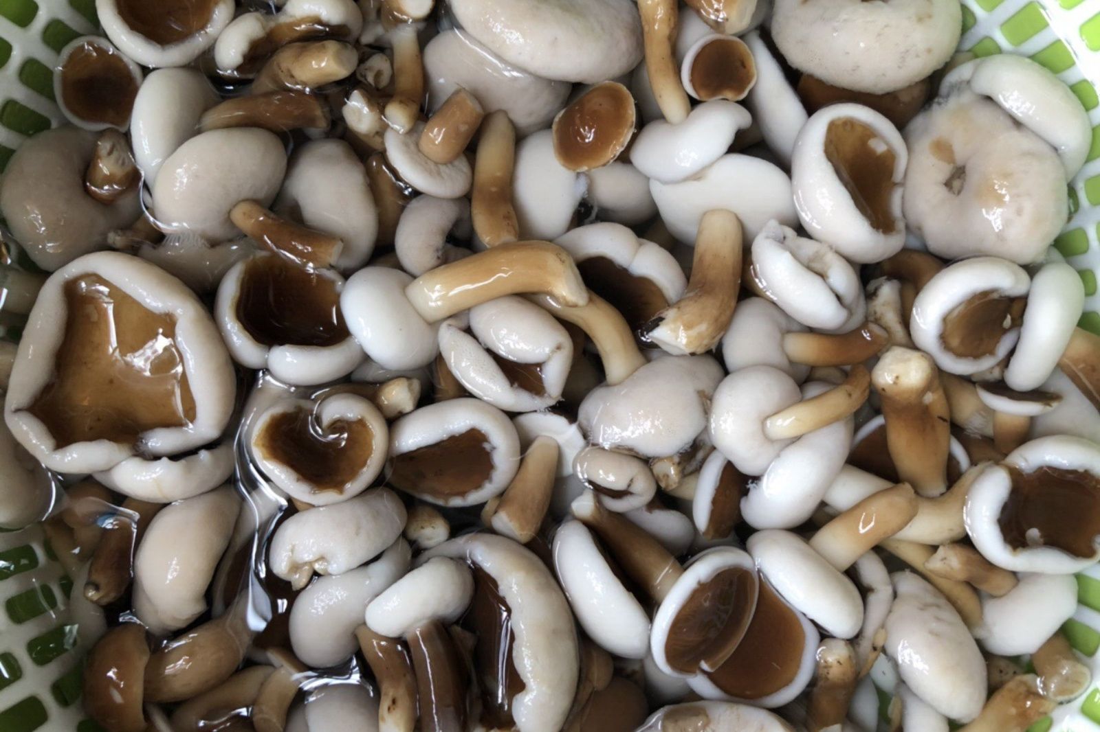 Nấm tràm có hàm lượng dinh dưỡng cao, tốt cho sức khoẻ