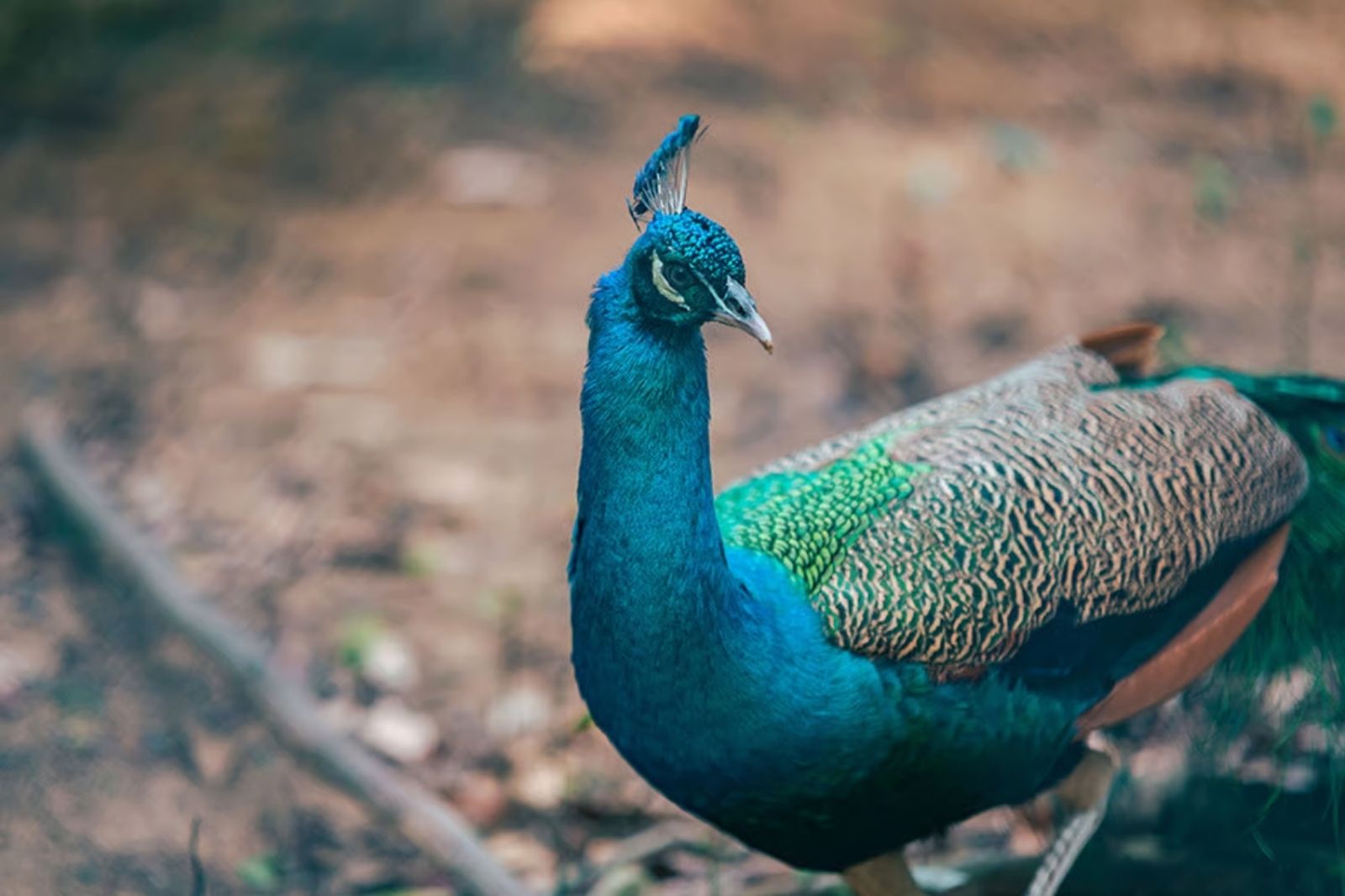 Ngắm nhìn những chú chim công xinh đẹp