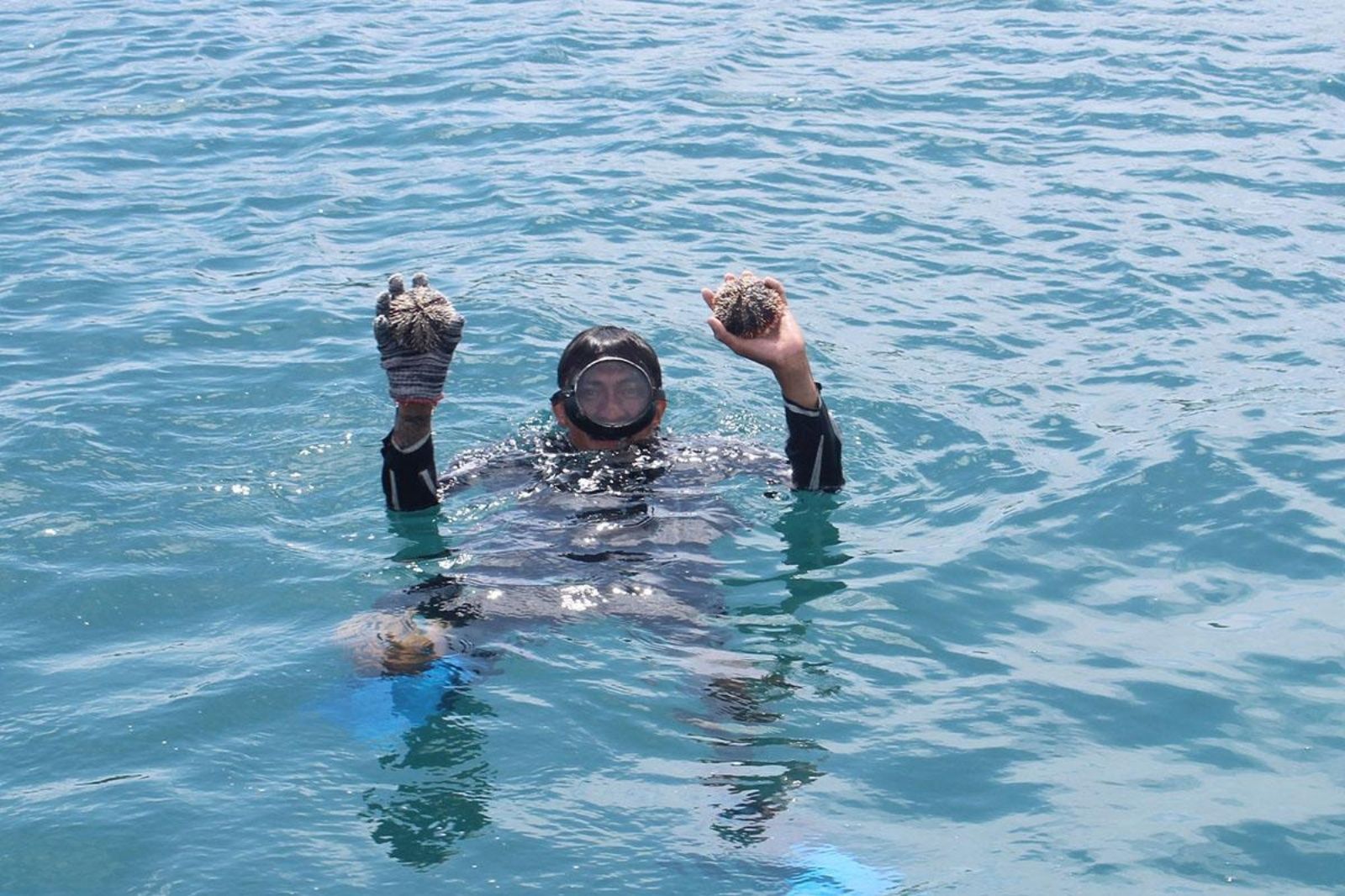 Ngư dân Đảo Ngọc săn bắt nhum biển