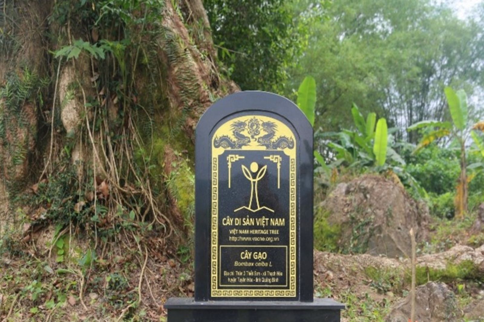 Người dân nơi đây quyết tâm bảo vệ và giữ gìn cây di sản