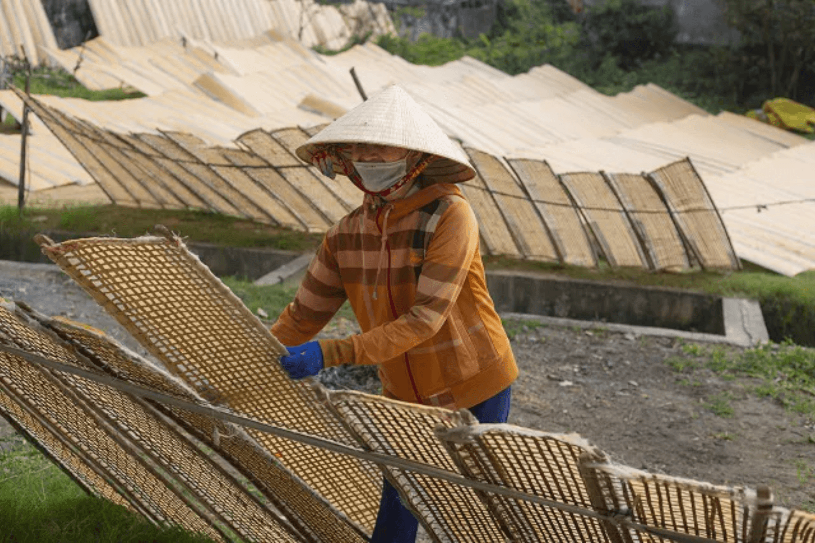 Người dân phơi bánh trên những giàn tre 