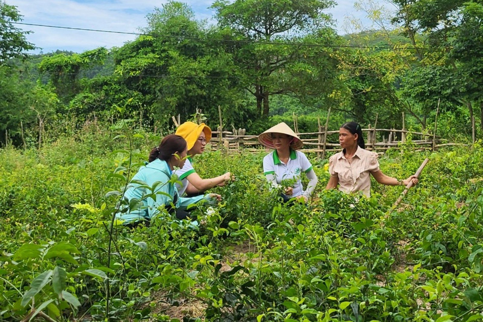 Nguồn nguyên liệu tươi xanh được tuyển chọn kỹ lượng