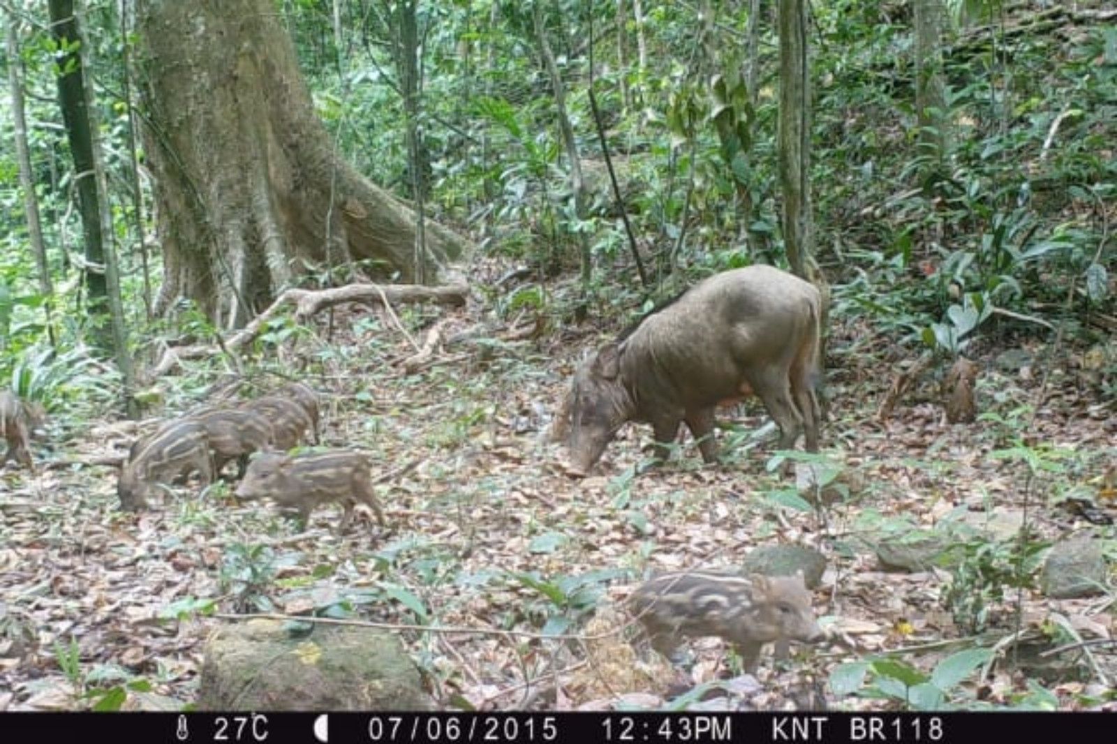 Nhiều loài động vật quý hiếm được bảo tồn